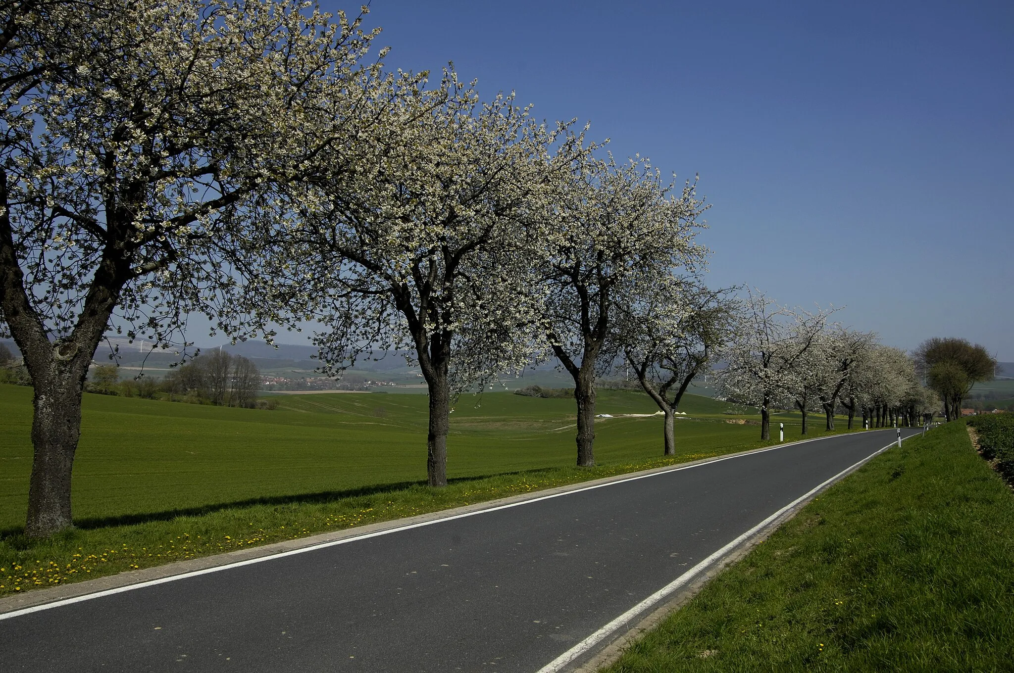 Photo showing: Golmbach, Kirschblüte