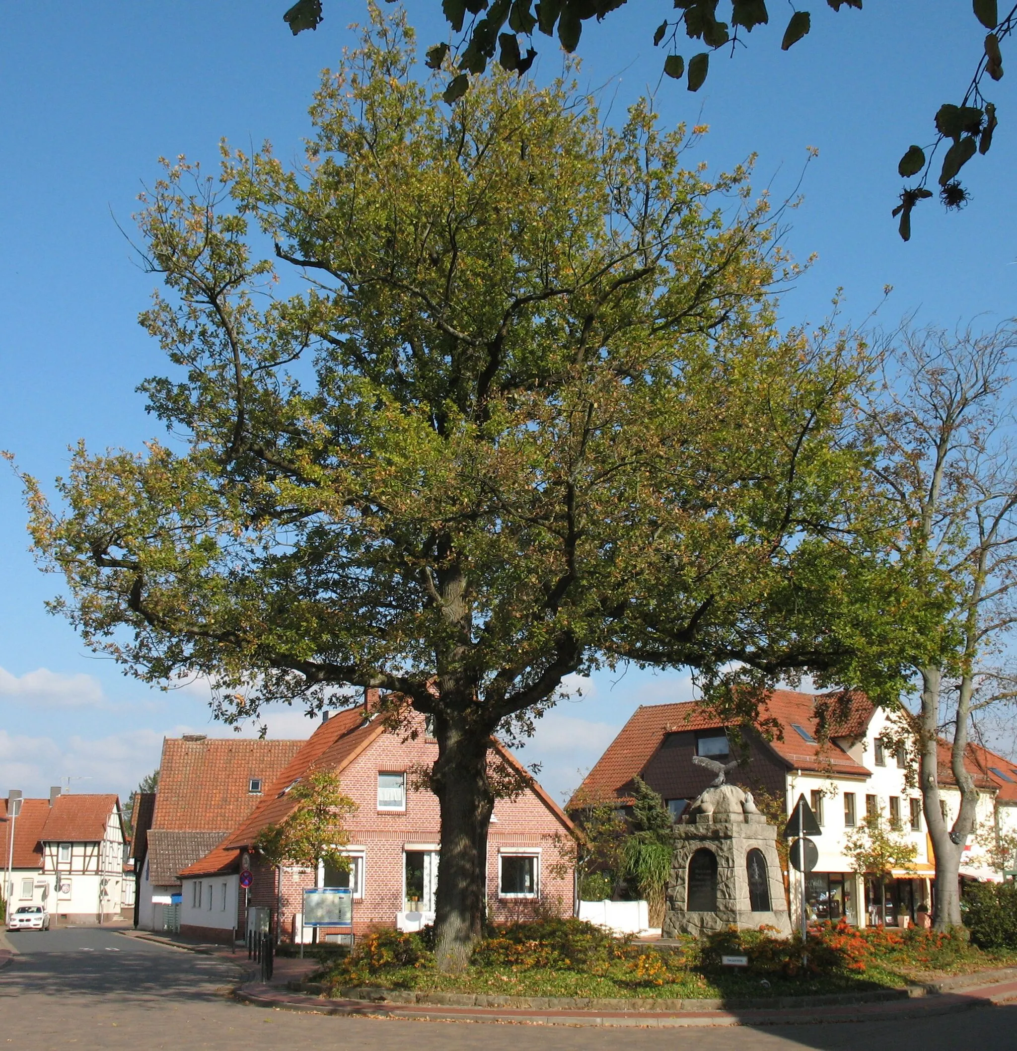 Photo showing: Oak of peace in Wunstorf-Steinhude in Lower Saxony, Germany
