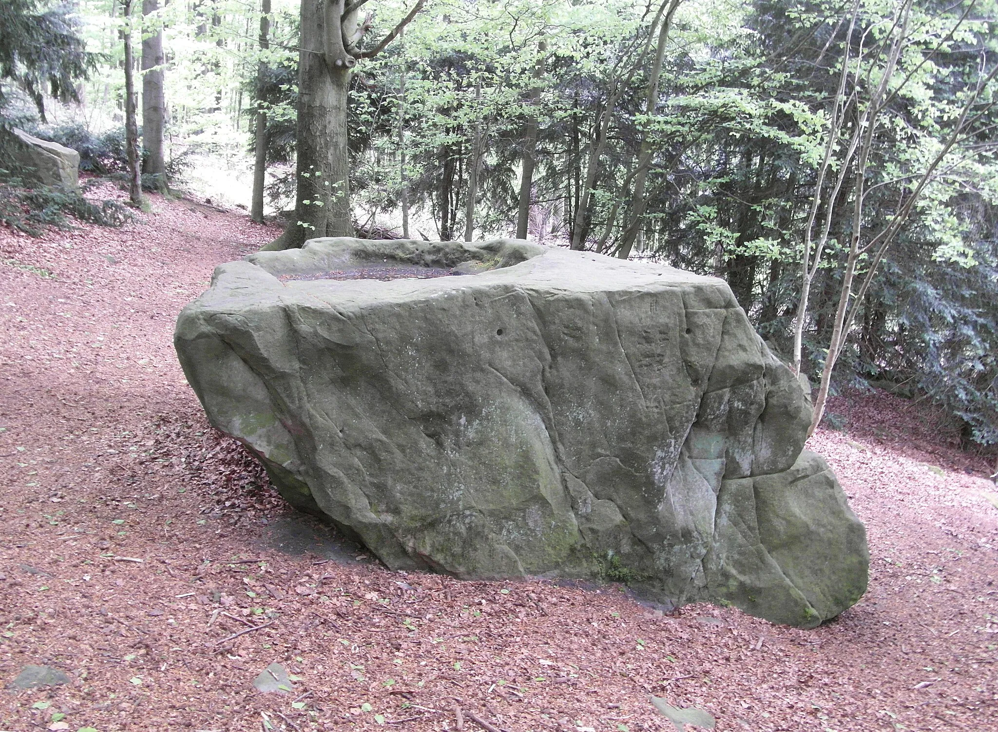 Photo showing: Naturdenkmal ND-SHG 00006 Alte Taufe im Deister bei Lauenau. Nordwestansicht.