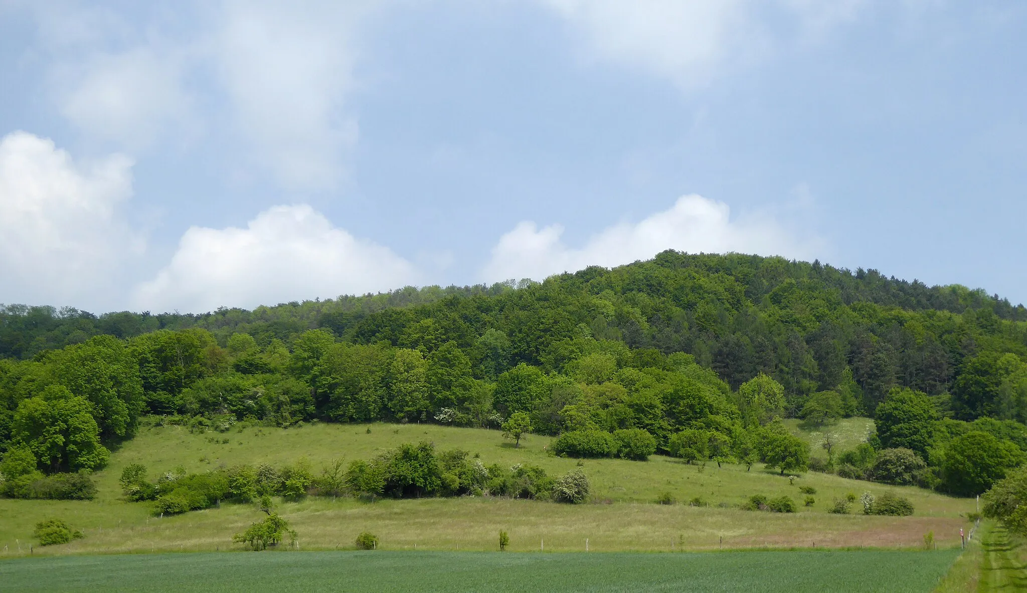 Photo showing: Blick von Süden auf die Hangwiesen am Burgberg, Teil des Naturschutzgebietes "Südliche Burgberghänge" im Naturpark Solling-Vogler, Landkreis Holzminden