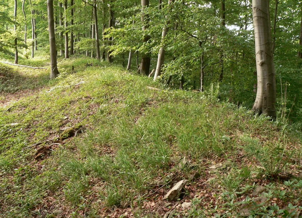 Photo showing: Wall der Amelungsburg, rechts Steilhang