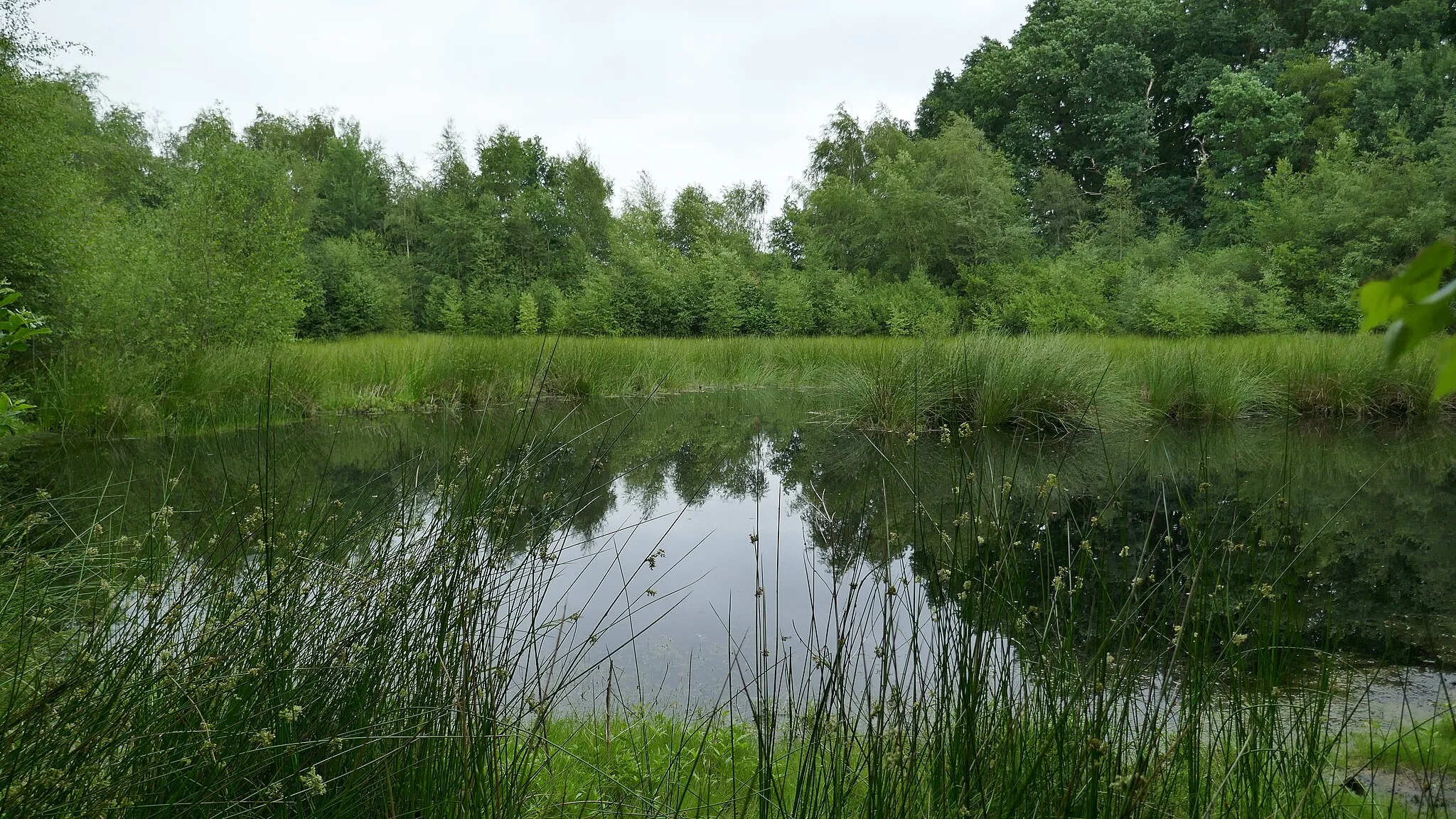 Photo showing: ND231 Schlatt auf derKälberweide, Gemeinde Ganderkesee