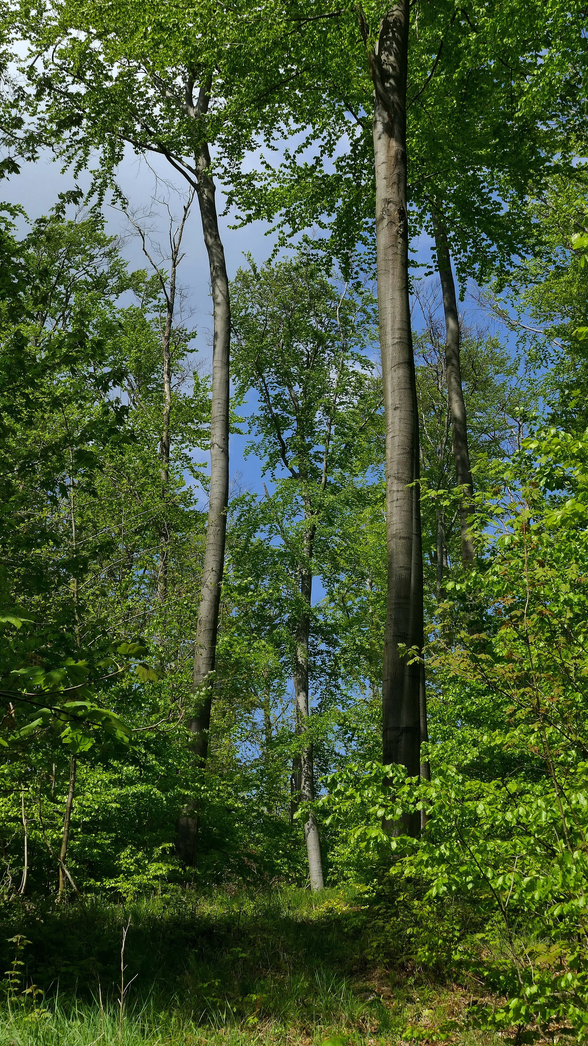Photo showing: Der nördliche Osterwald wird als Landschaftsschutzgebiet Nördlicher Osterwald und Umgebung (LSG-H 32) geschützt. Hier ist der typische Buchenwald zu sehen.