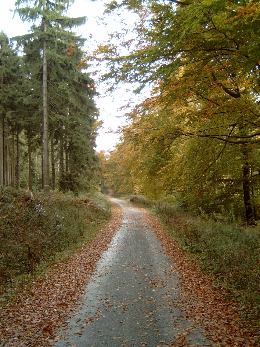 Photo showing: "Deister", ridge-way between "Annaturm" and "Laube" , view in direction "Laube"