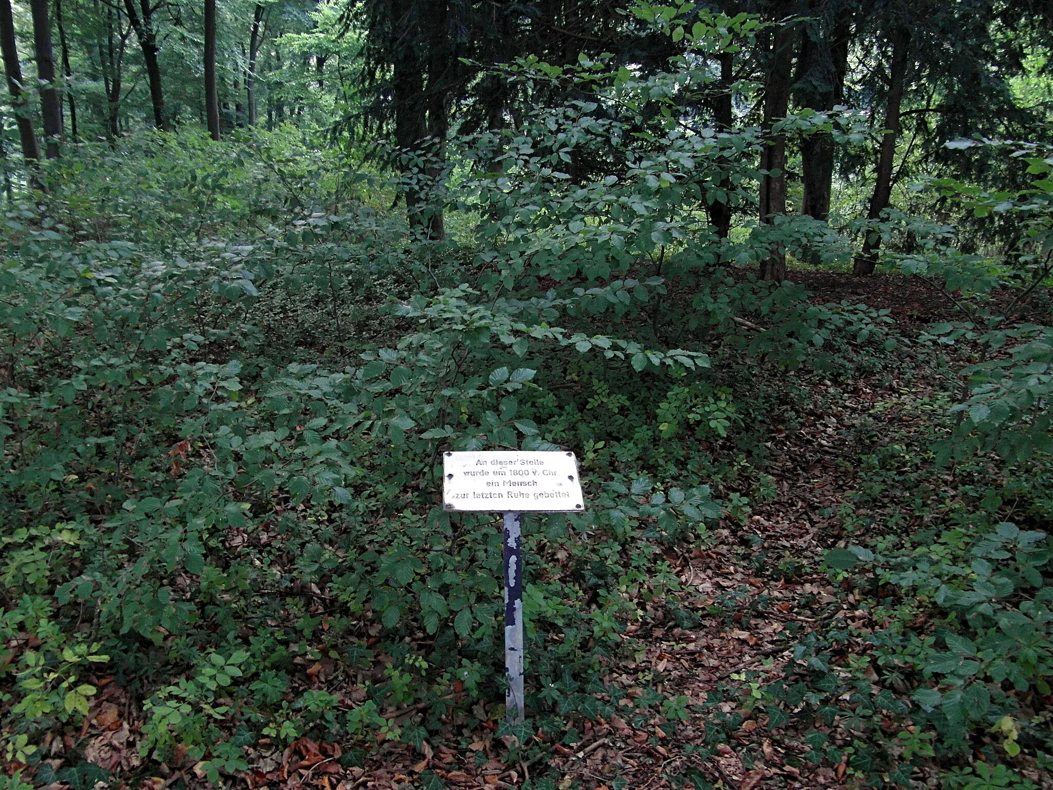 Photo showing: Grabhügel auf der Kuppe des Suerser Berg bei Gehrden, Region Hannover in Niedersachsen.