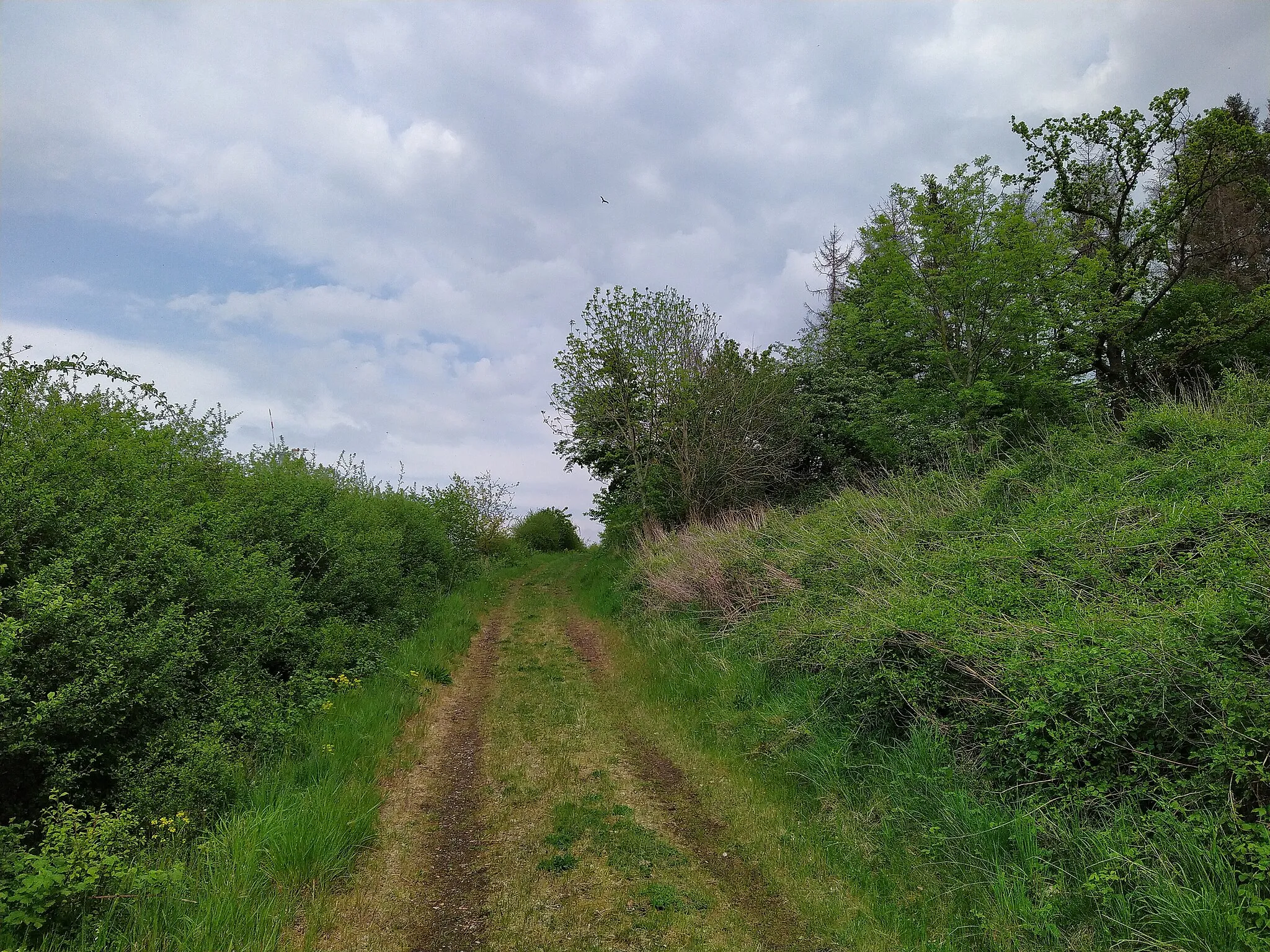 Photo showing: Lüdenberg mit gleichnamigen Landschaftsschutzgebiet bei Lügde-Elbrinxen, Kreis Lippe