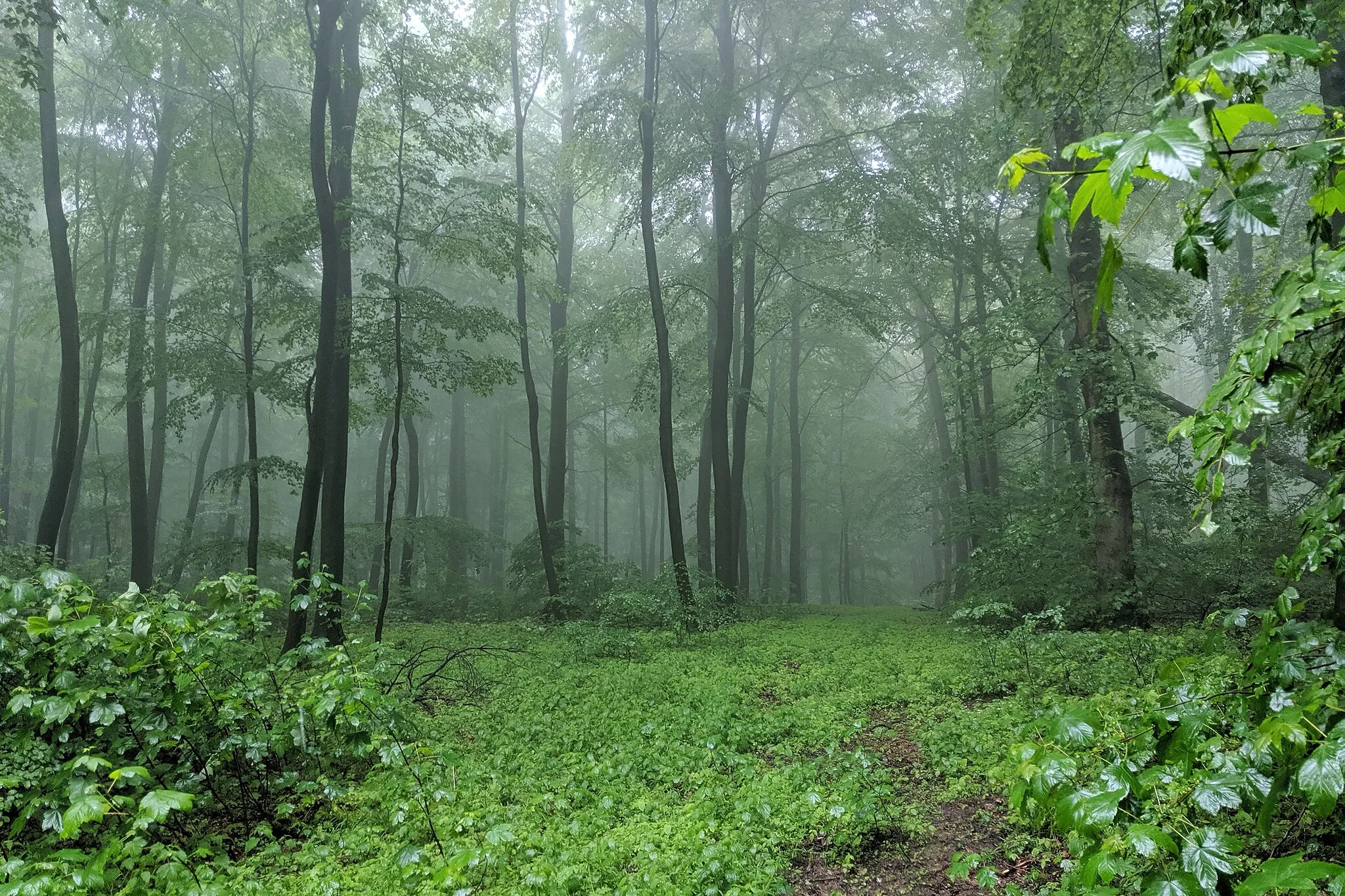 Photo showing: Blick bei Regen und Nebel in das Naturwaldreservat Steinbrink im Deister (Kennziffer 03-110[1])