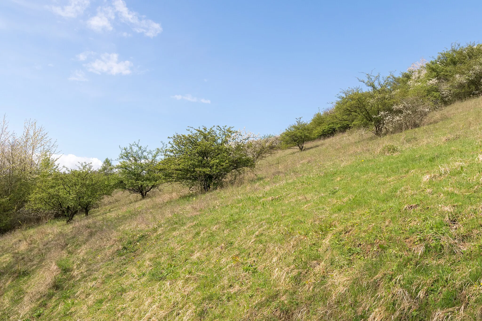 Photo showing: Naturschutzgebiet Räuschenberg in Höxter-Brenkhausen