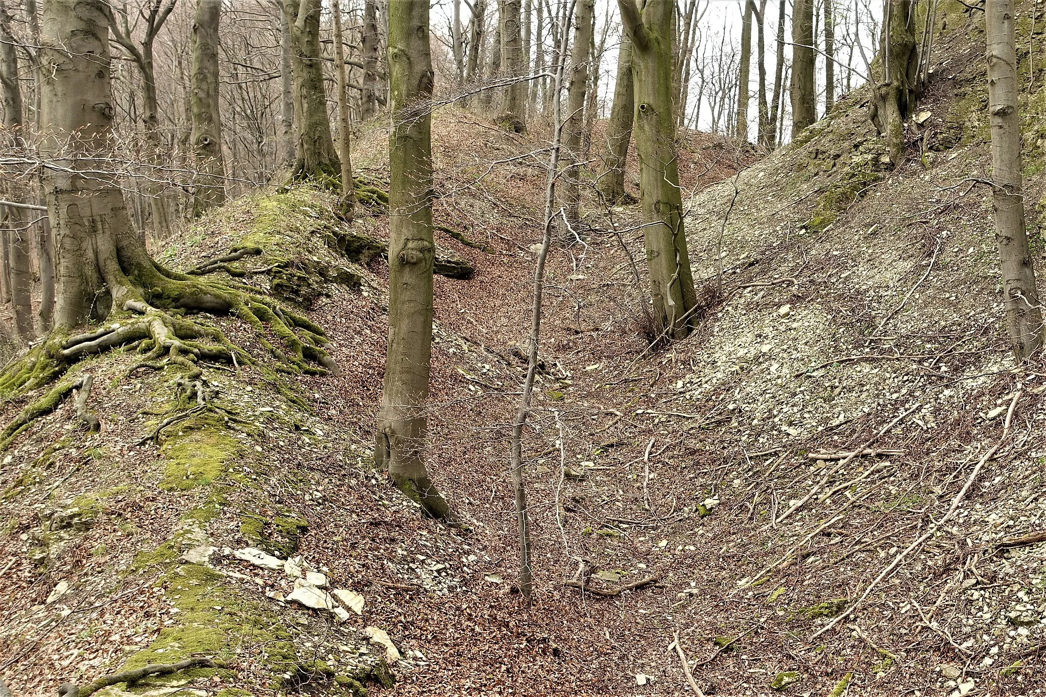 Photo showing: Graben und Vorwall im Westen des Kleinen Everstein