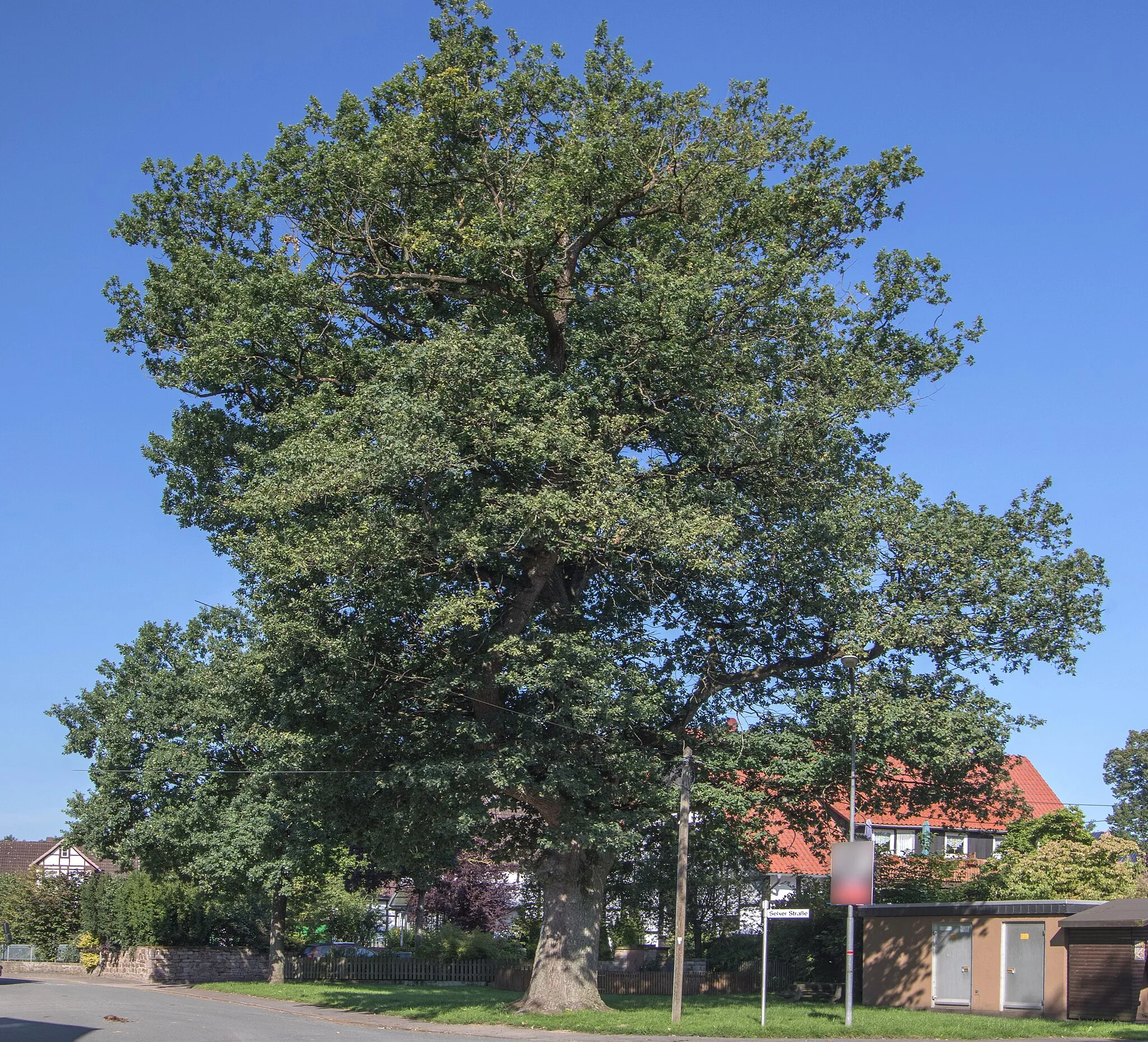 Photo showing: Naturmonument, Stieleiche (Quercus robur) in the near of the warmonument