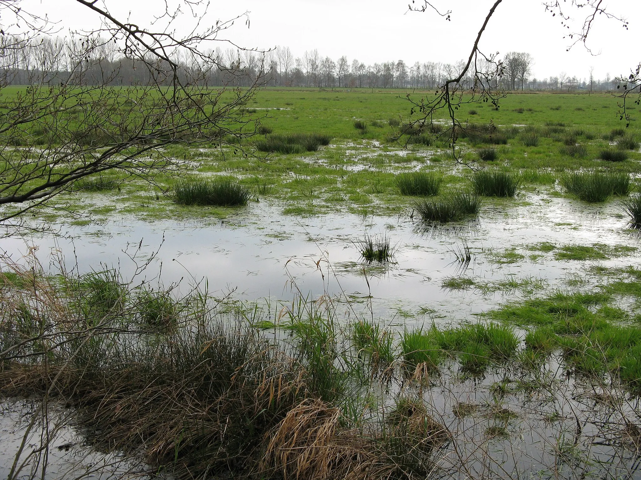 Photo showing: Binsen im Oppenweher Moor, Nordrhein-Westfalen/Niedersachsen – Bildposition geschätzt