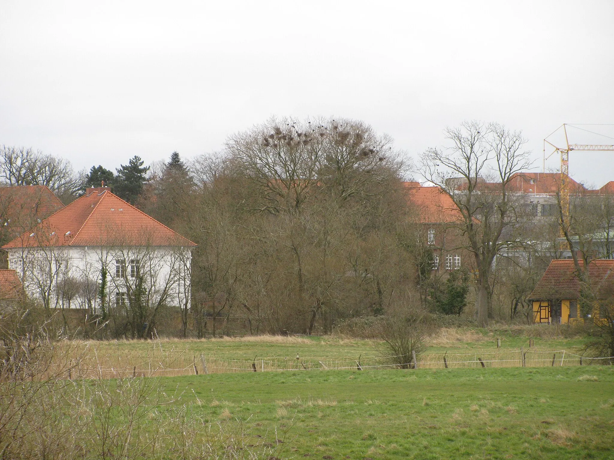 Photo showing: Blick vom westlichen Allerdeich auf die als Naturdenkmal ausgewiesene Platane in der Hoffläche südlich der Strukturstraße in Verden (ND VER 00023)