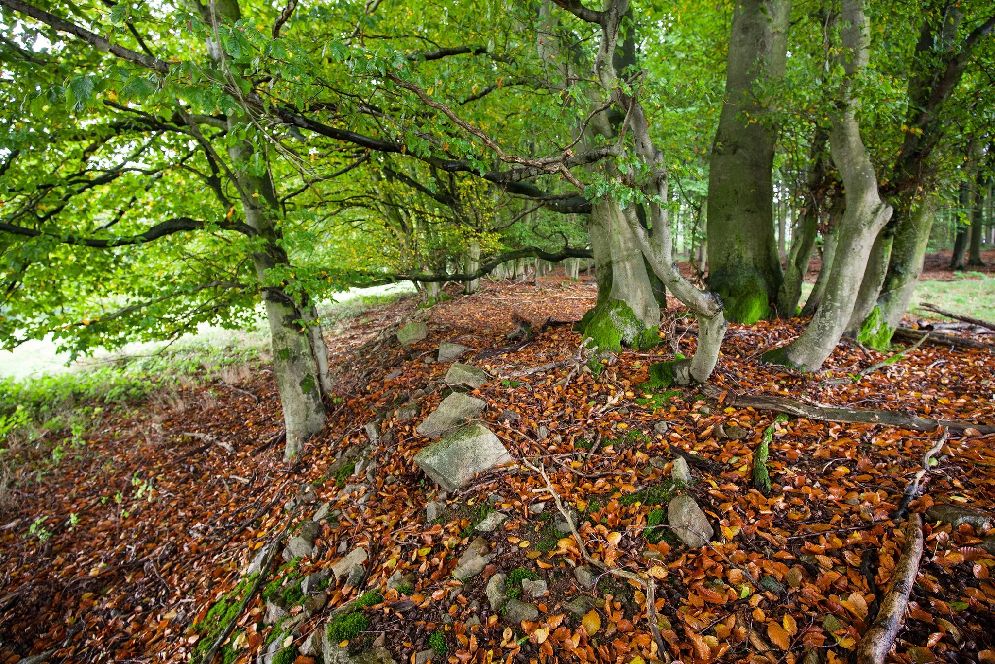 Photo showing: Mit Bäumen bewachsener Steinwall (Bodendenkmal) auf dem Buntenberg bei Göstrup im Extertal, Kreis Lippe.