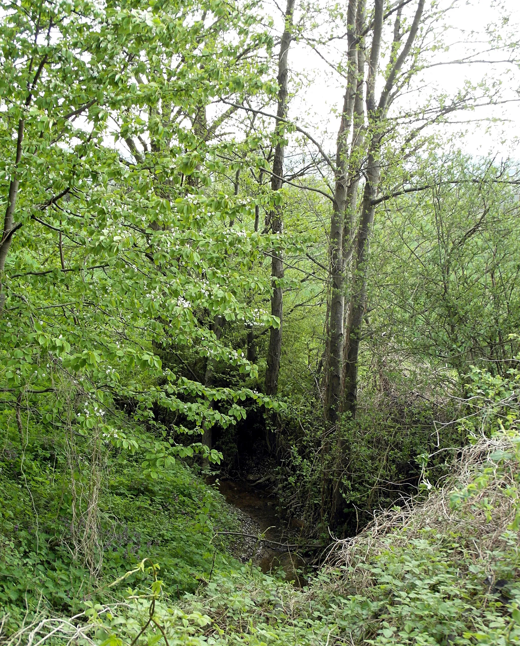 Photo showing: Der Allerbach im Landschaftsschutzgebiet Langreder Mark (LSG H 00071)
