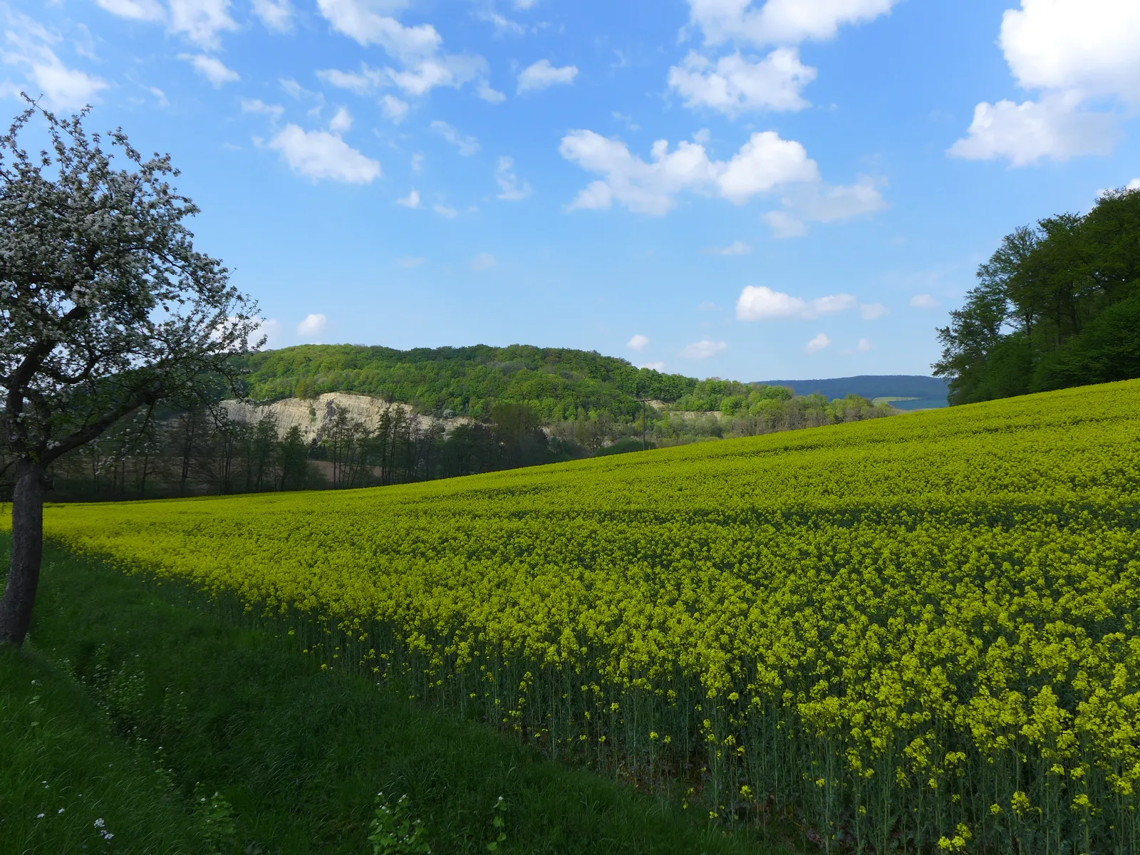 Photo showing: Blick von der K17 über ein Rapsfeld zum Naturschutzgebiet „Tuchtberg“, Landkreis Holzminden
