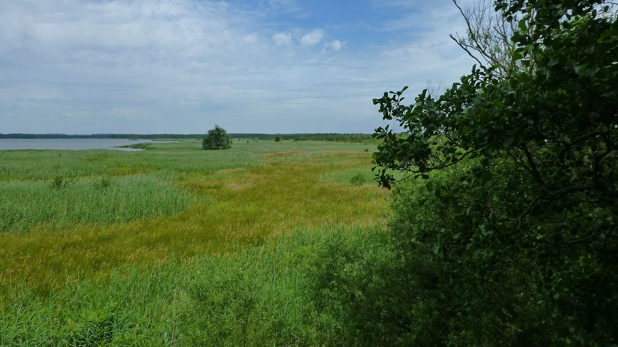 Photo showing: Naturschutzgebiet „Ostufer Steinhuder Meer“ (NSG HA 030): Links ist das Ostufer des Steinhuder Meeres zu sehen, es folgt ein breiter Verlandungsgürtel und am rechten Bildrand beginnt der Erlenbruchwald. (Blick von der Beobachtungsplattform)
