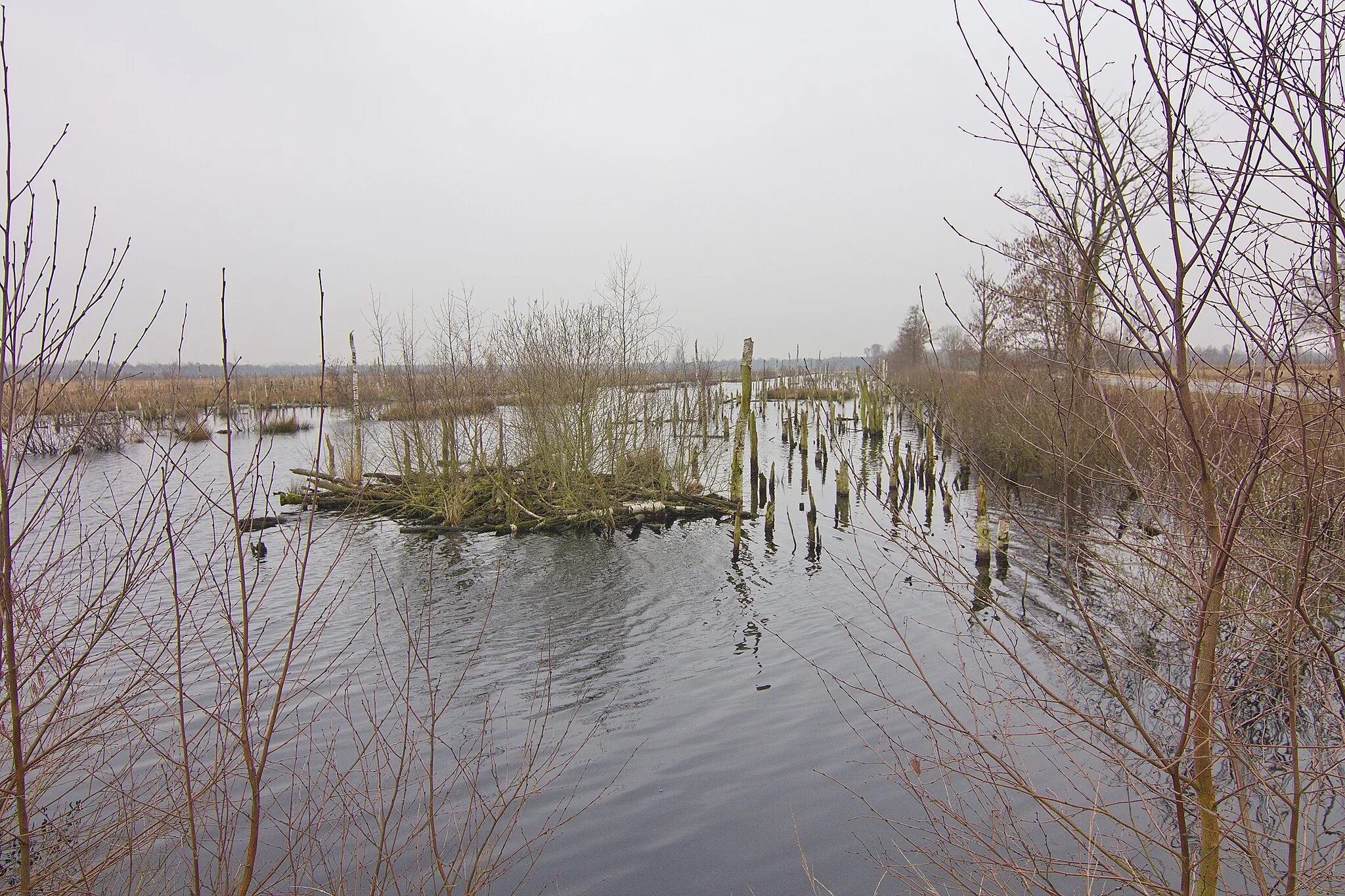 Photo showing: Moorgebiet Wietingsmoor, hier Naturschutzgebiet „Freistätter Moor“ in Freistatt (etwas südlich Deckertau, Blick nach Süden), Landkreis Diepholz, Niedersachsen, Deutschland.