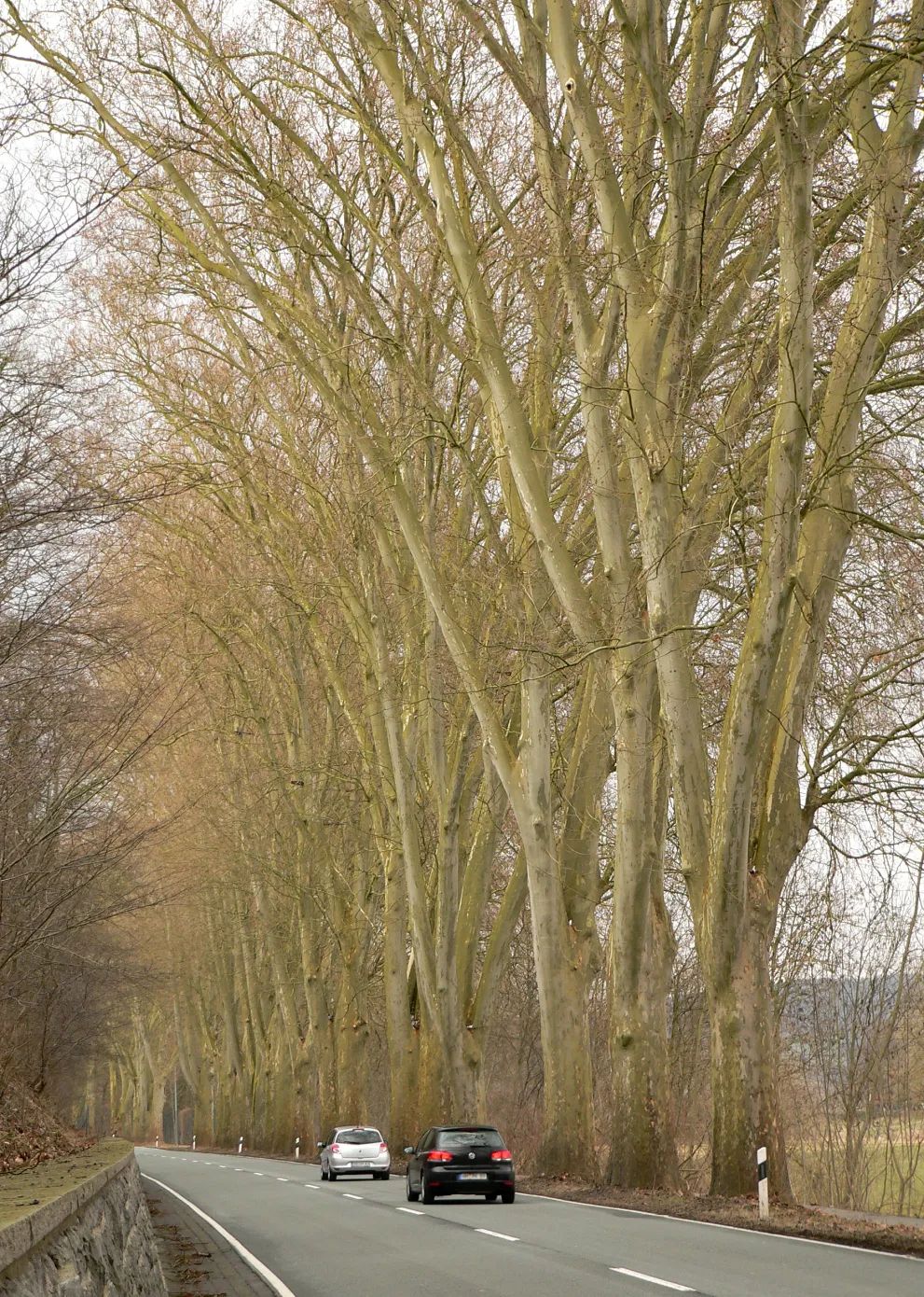 Photo showing: Platanenallee an der B 83 bei Hajen