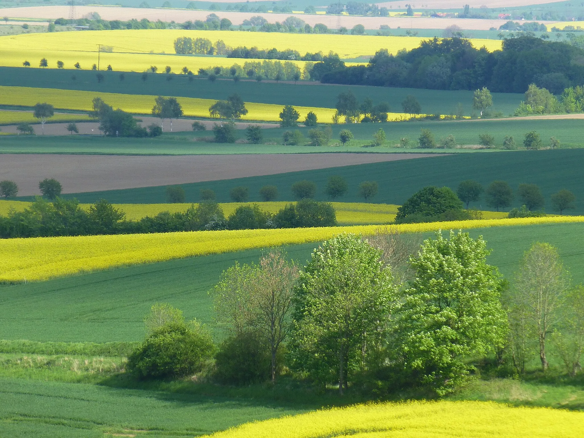 Photo showing: am Rennstieg zwischen Eberholzen und Westfeld