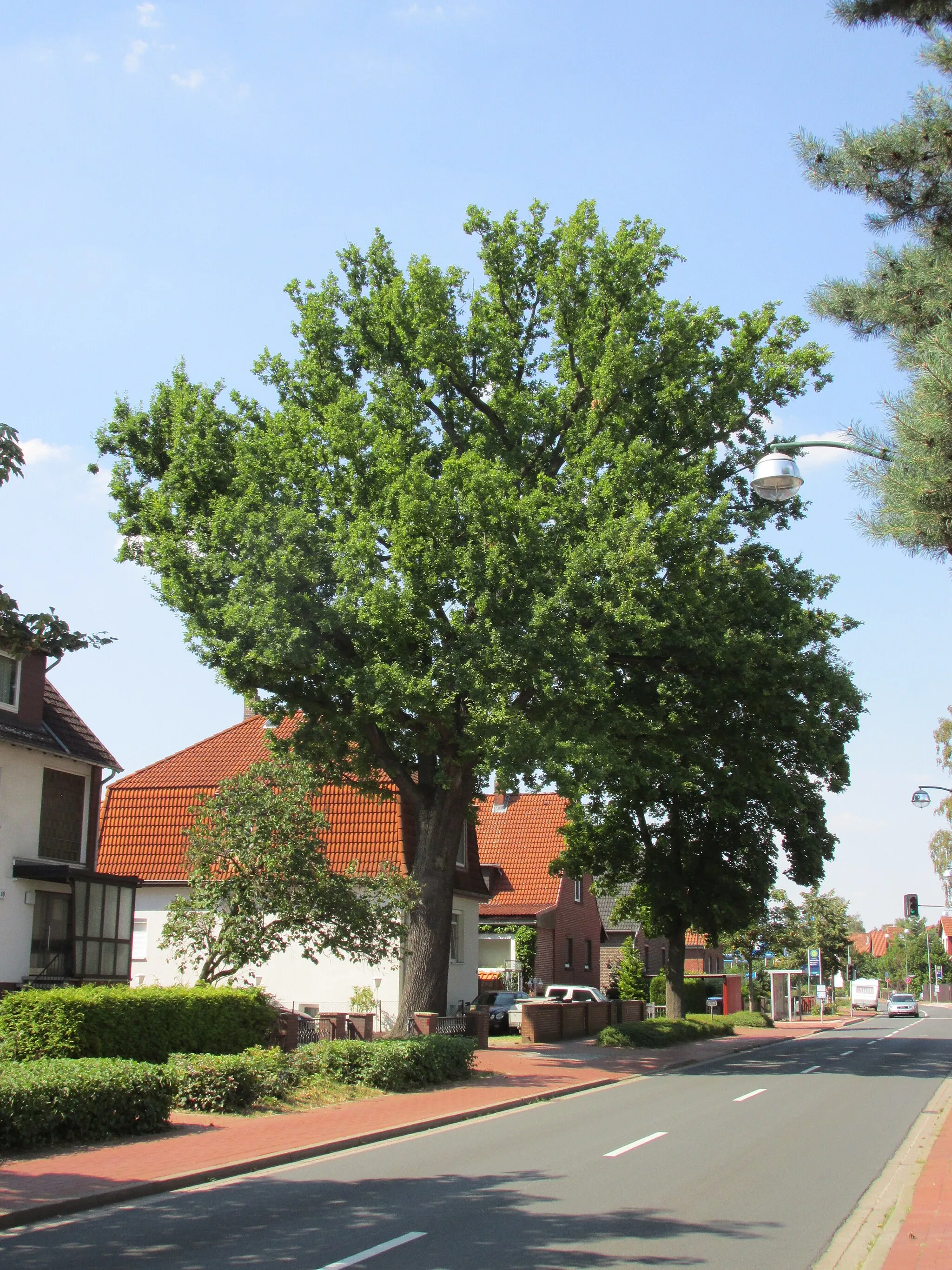 Photo showing: das Naturdenkmal Stieleiche zwischen den Häusern Hannoversche Straße 40 und 42 im Ortsteil Schulenburger Mühle von Langenhagen