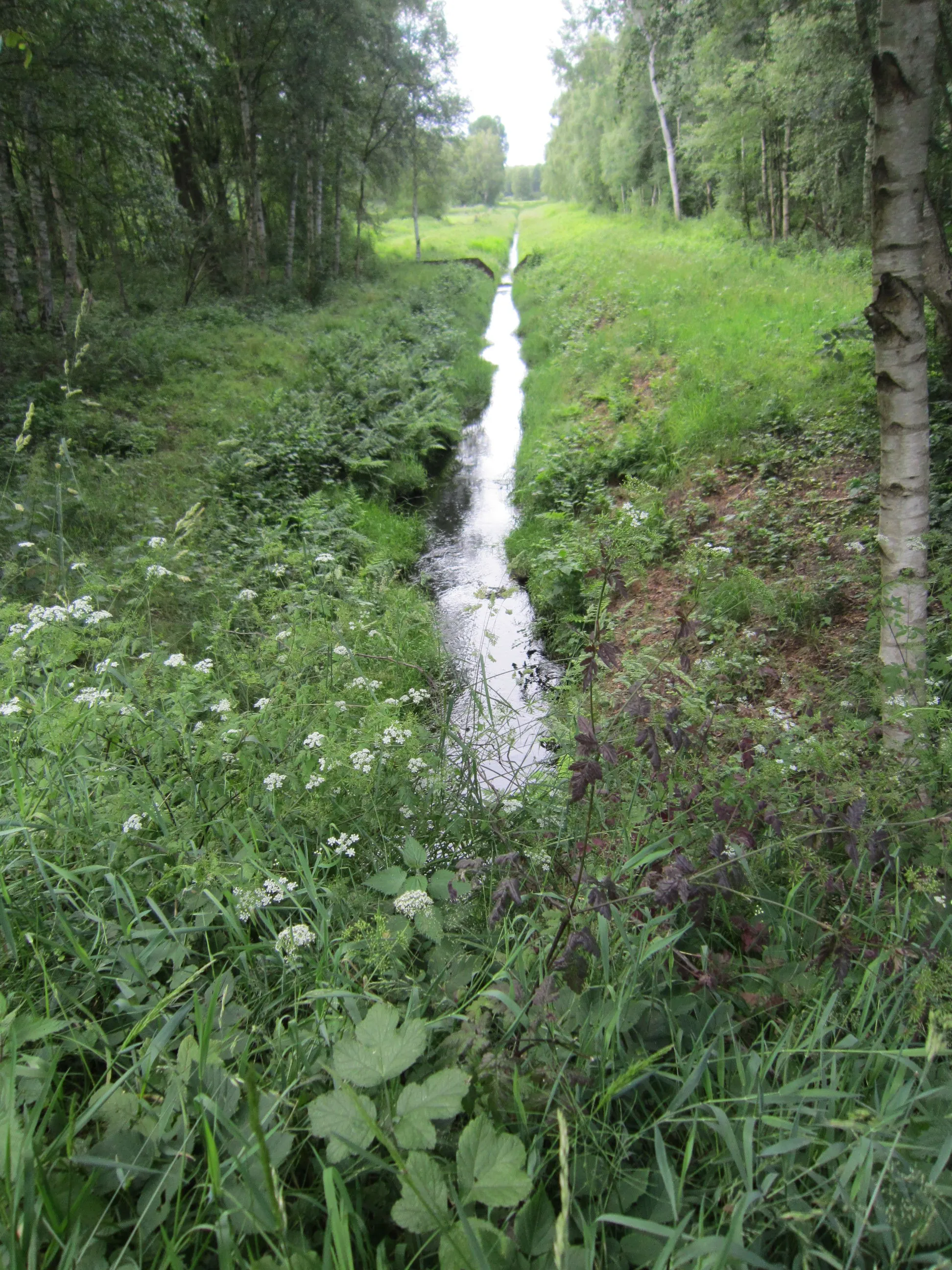 Photo showing: Creek "Dadau" north of the road between Lohne and Diepholz in Lower Saxony. On the left: Landkreis Vechta; on the right: Landkreis Diepholz