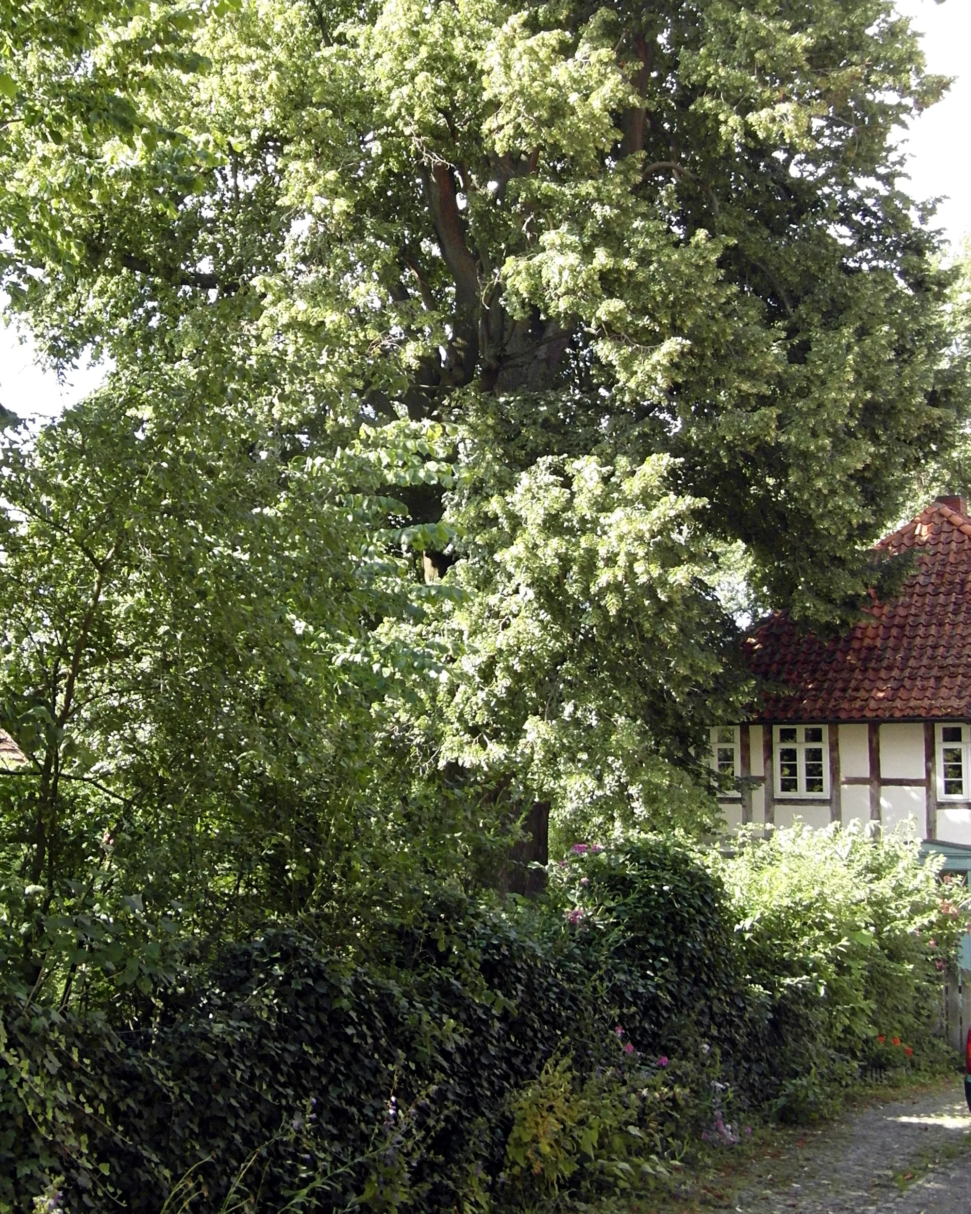 Photo showing: Die Linde neben dem ehemaligen Gasthaus in Böbber gilt als die größte Linde Niedersachsens