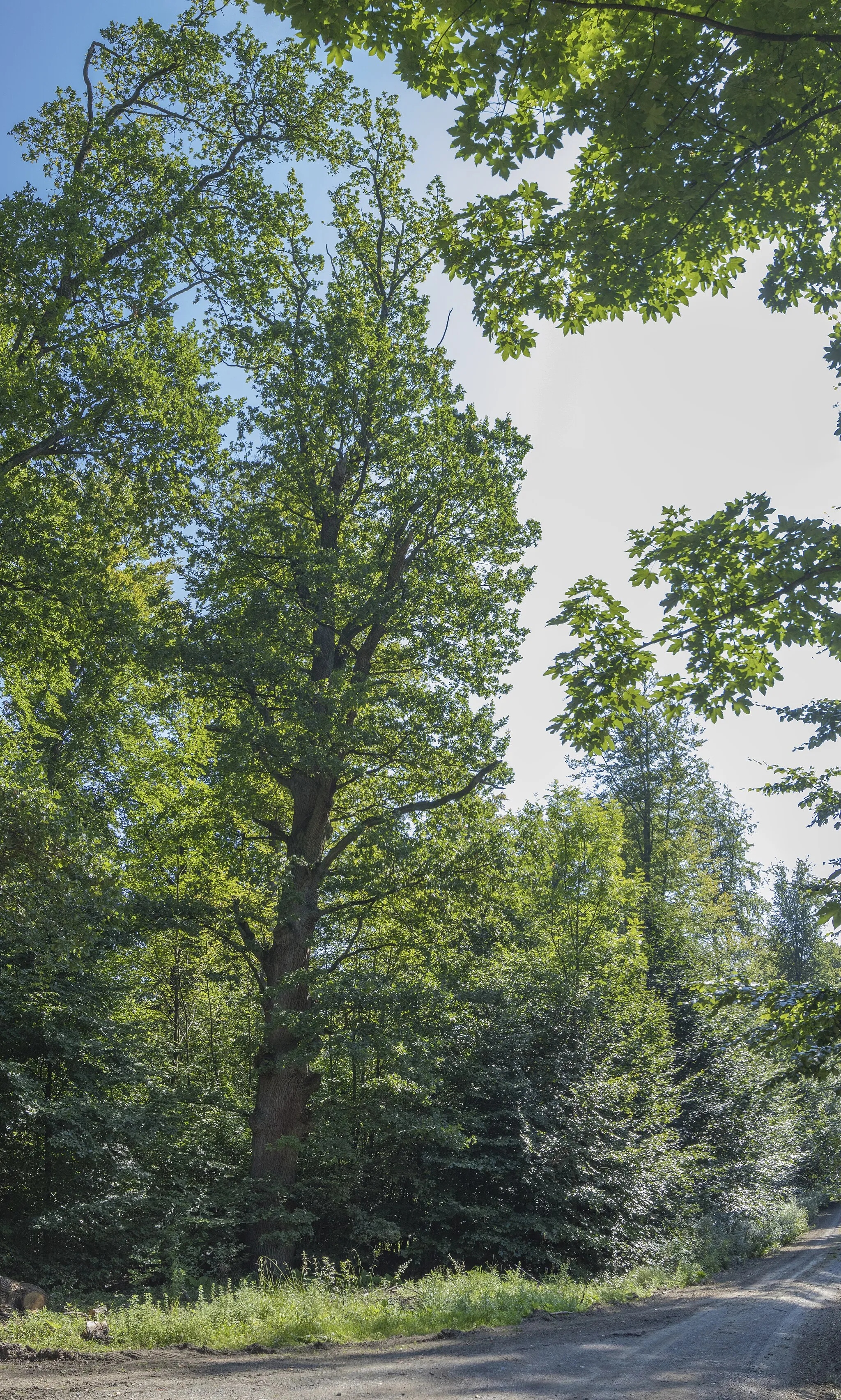 Photo showing: Naturemonument Jungferneiche, in the Ahornforest