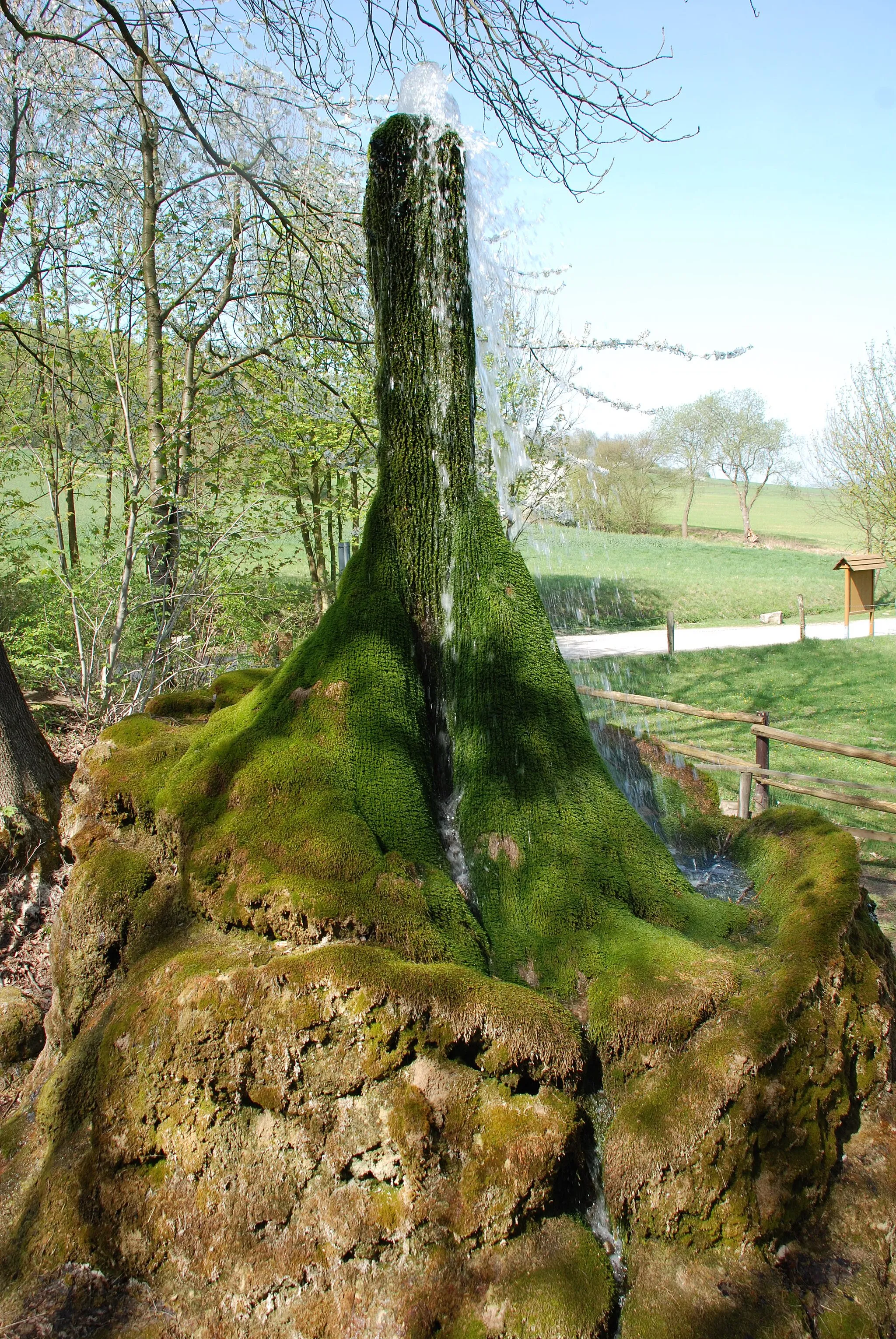 Photo showing: Natural monument Wasserbaum Ockensen in Ockensen/Lower Saxony/Germany