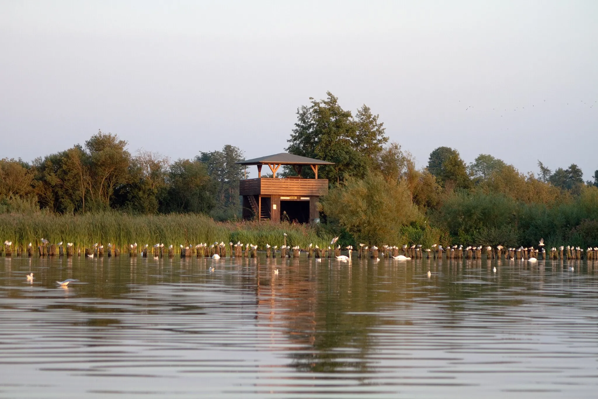 Photo showing: Die Schutzhütte mit Aussichtsplattform auf der "Hohen Sieben". Von hier aus lassen sich Flora und Fauna ungestört beobachten.