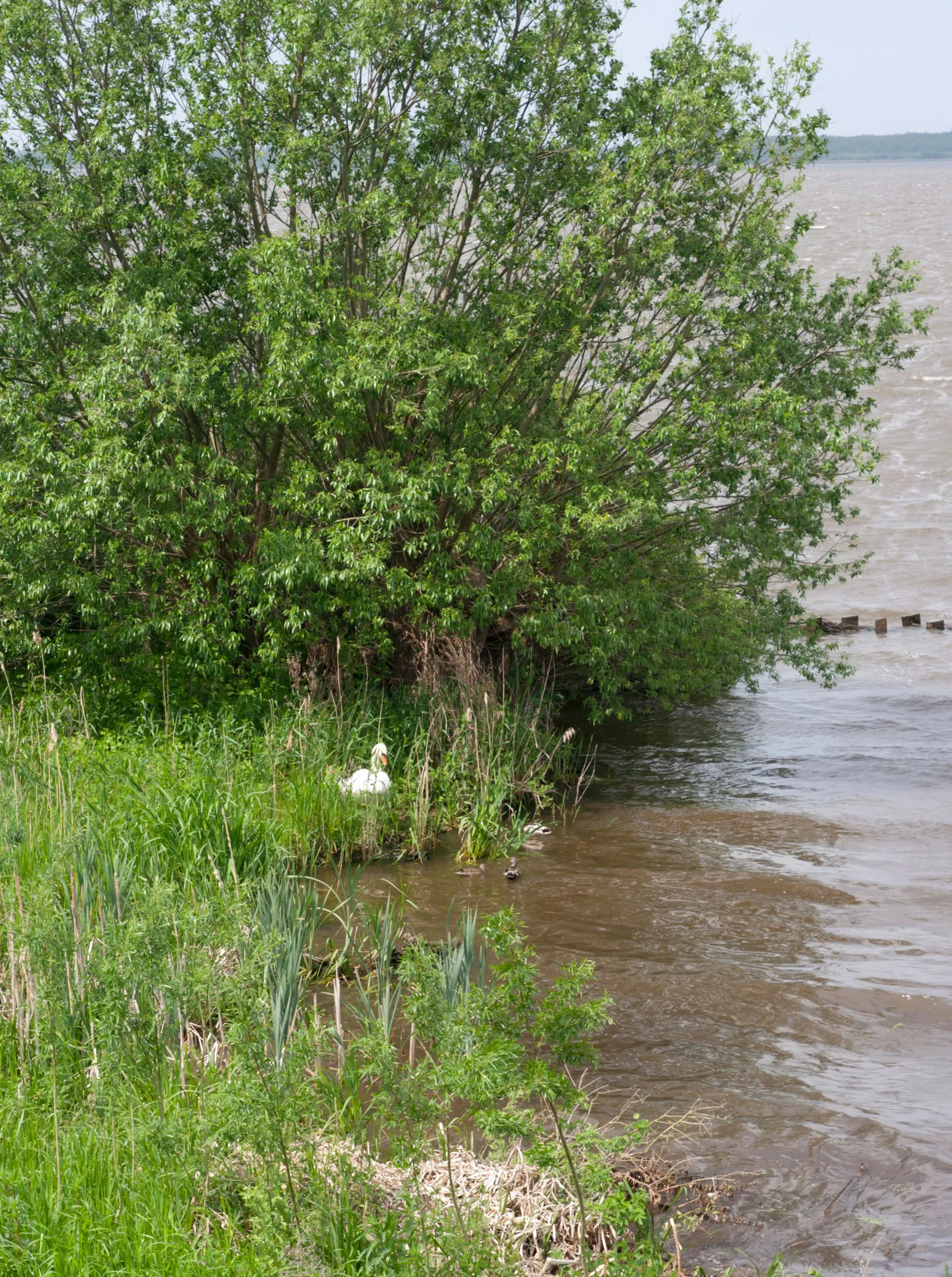 Photo showing: NSG Hohe Sieben. Schwäne nisten am Ufer des Dümmer See. Dieses Schwanenpaar hatte sich einen Platz direkt vor der Schutzhütte auf der "Hohen Sieben" ausgesucht