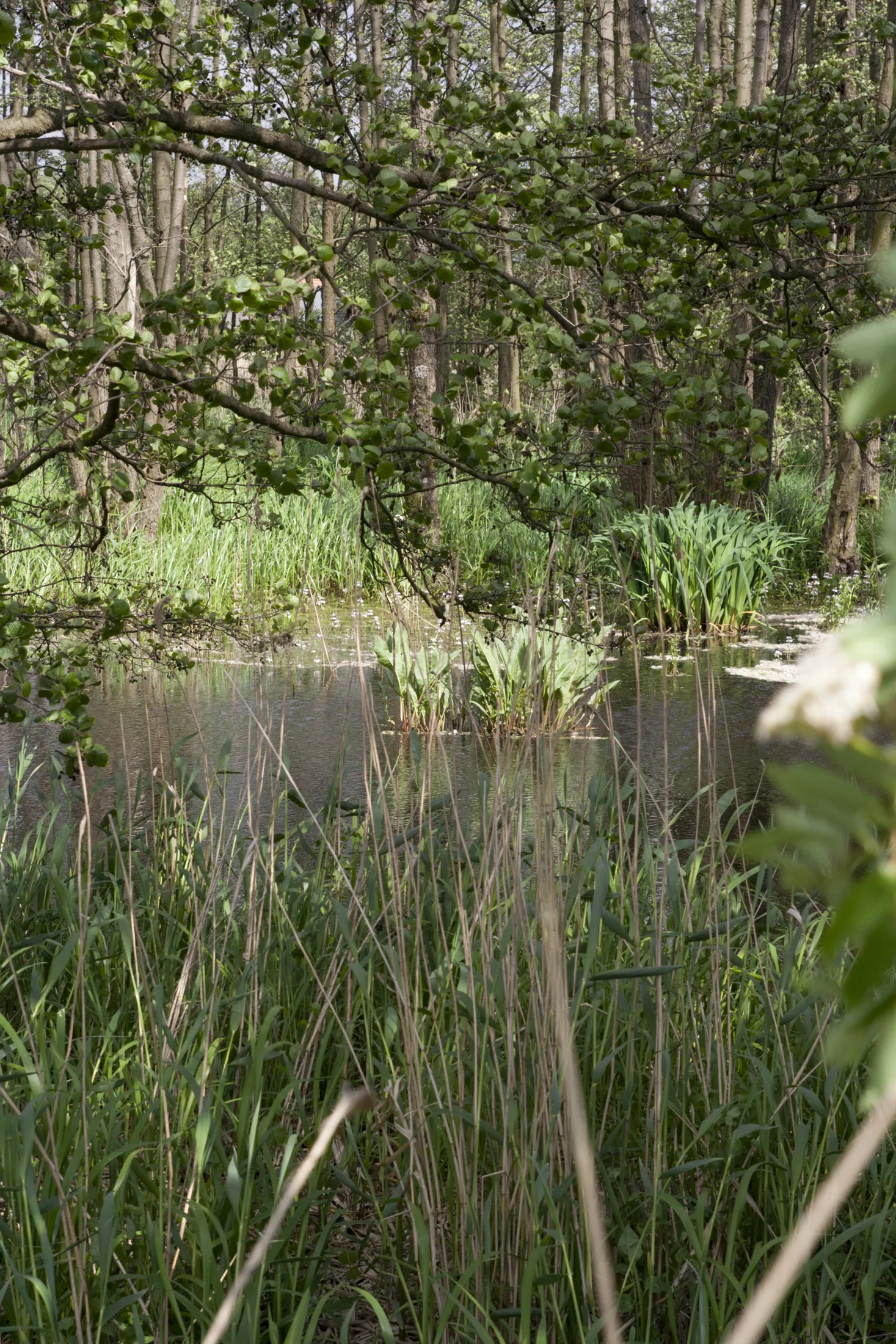 Photo showing: NSG Hohe Sieben. Im Sommer wirken Teile der Hohen Sieben wie ein Dschungel. Hohe Erlen stehen im knietiefen Wasser, Lilien und andere niedrige Gewächse machen sich dazwischen breit.