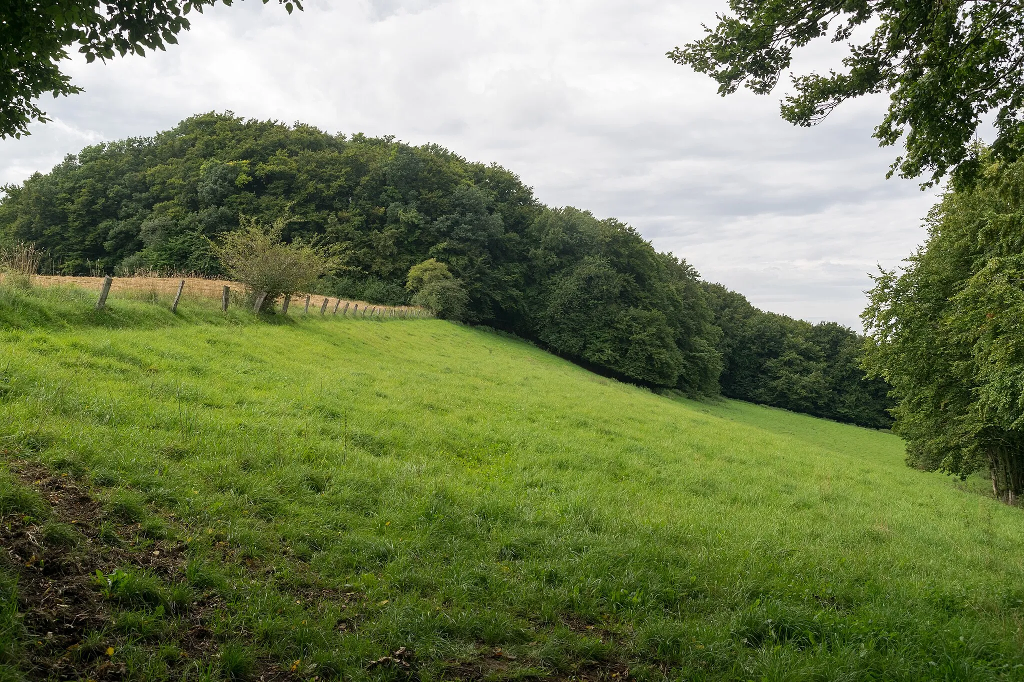 Photo showing: Naturschutzgebiet "Rinnenberg", Extertal, Kreis Lippe