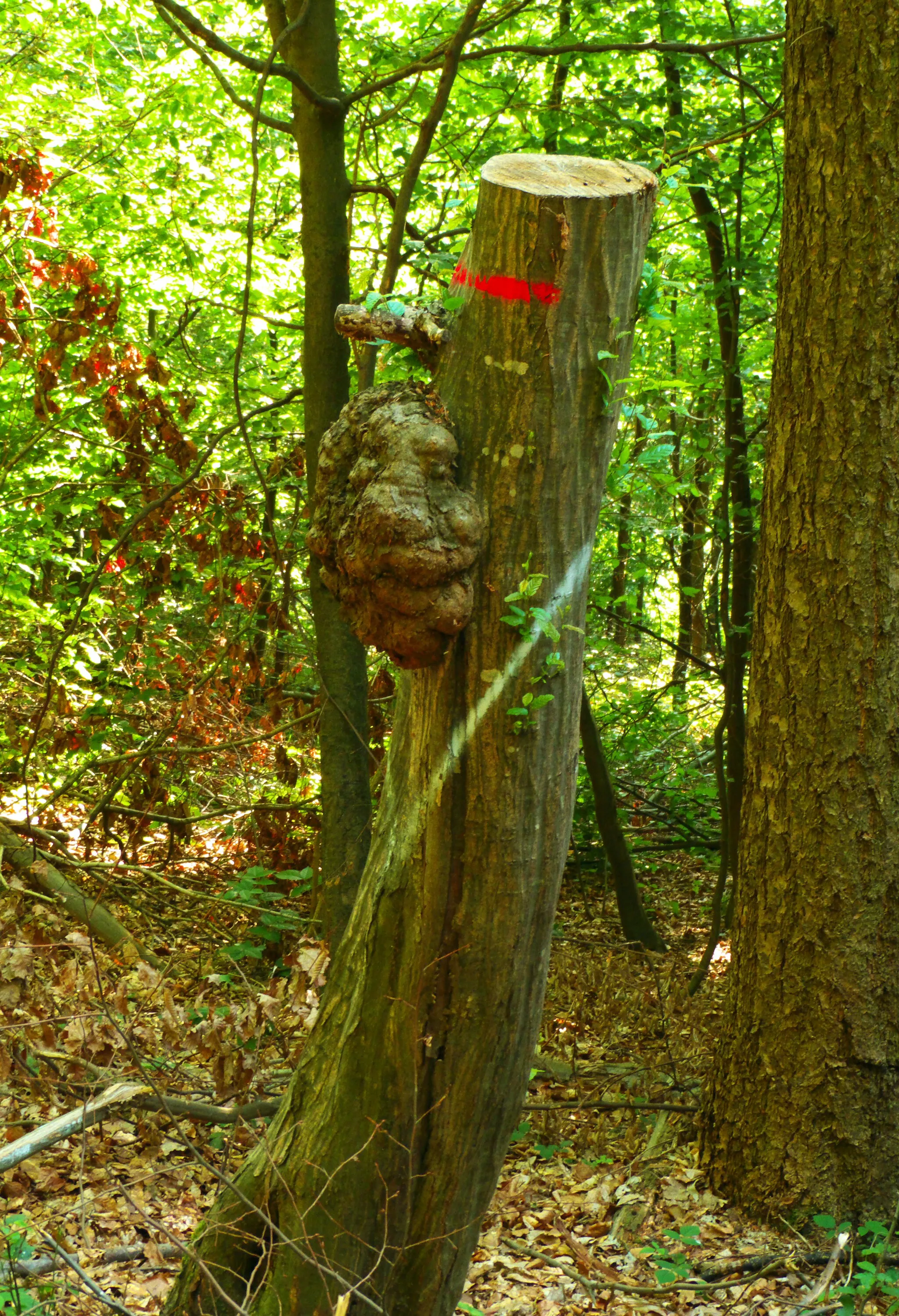 Photo showing: Wooden Head