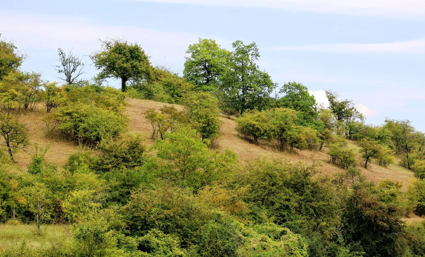 Photo showing: Blick auf das Naturschutzgebiet (Aufn. September 2017)