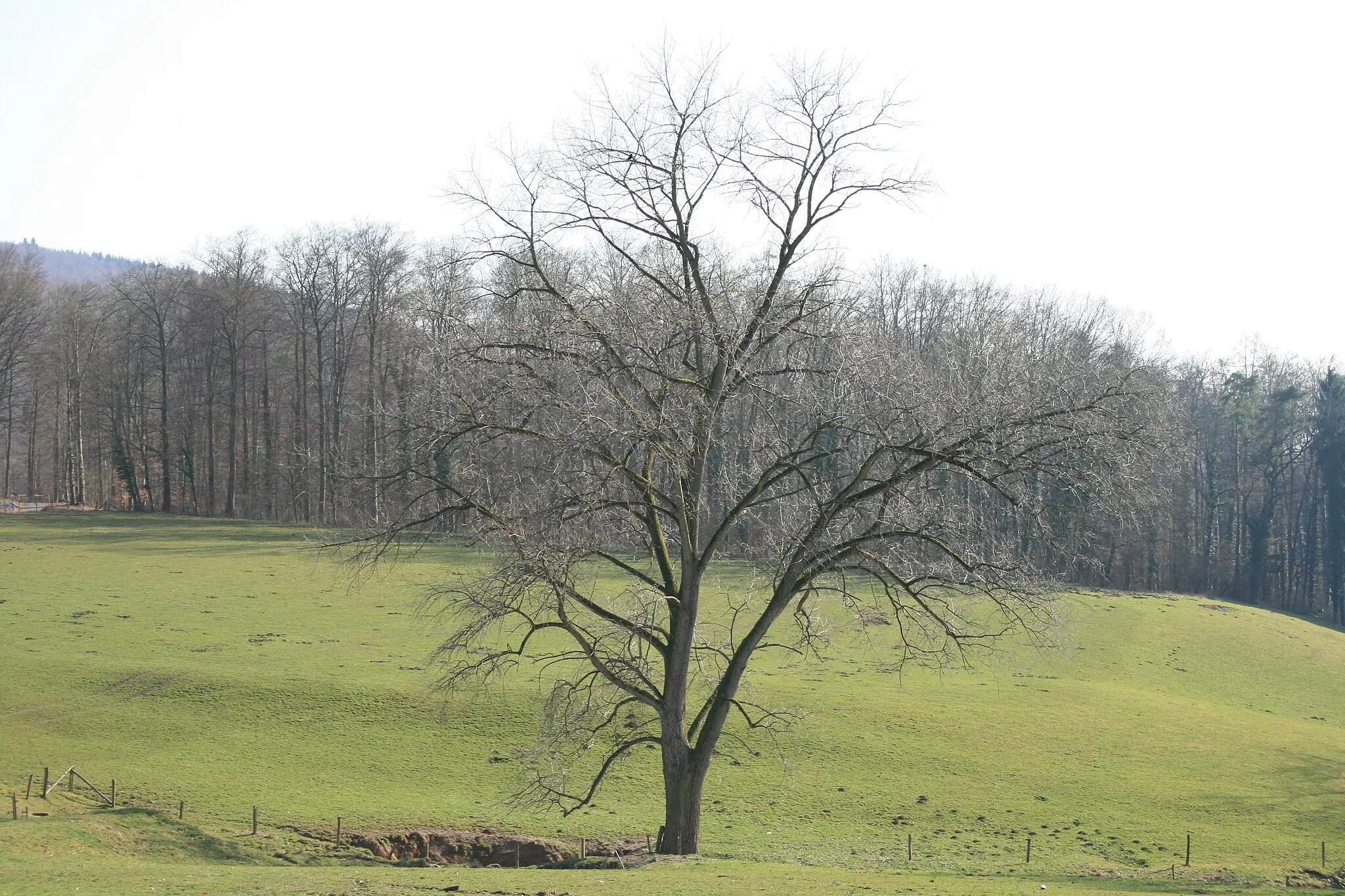 Photo showing: Vorfrühling im Odenwald