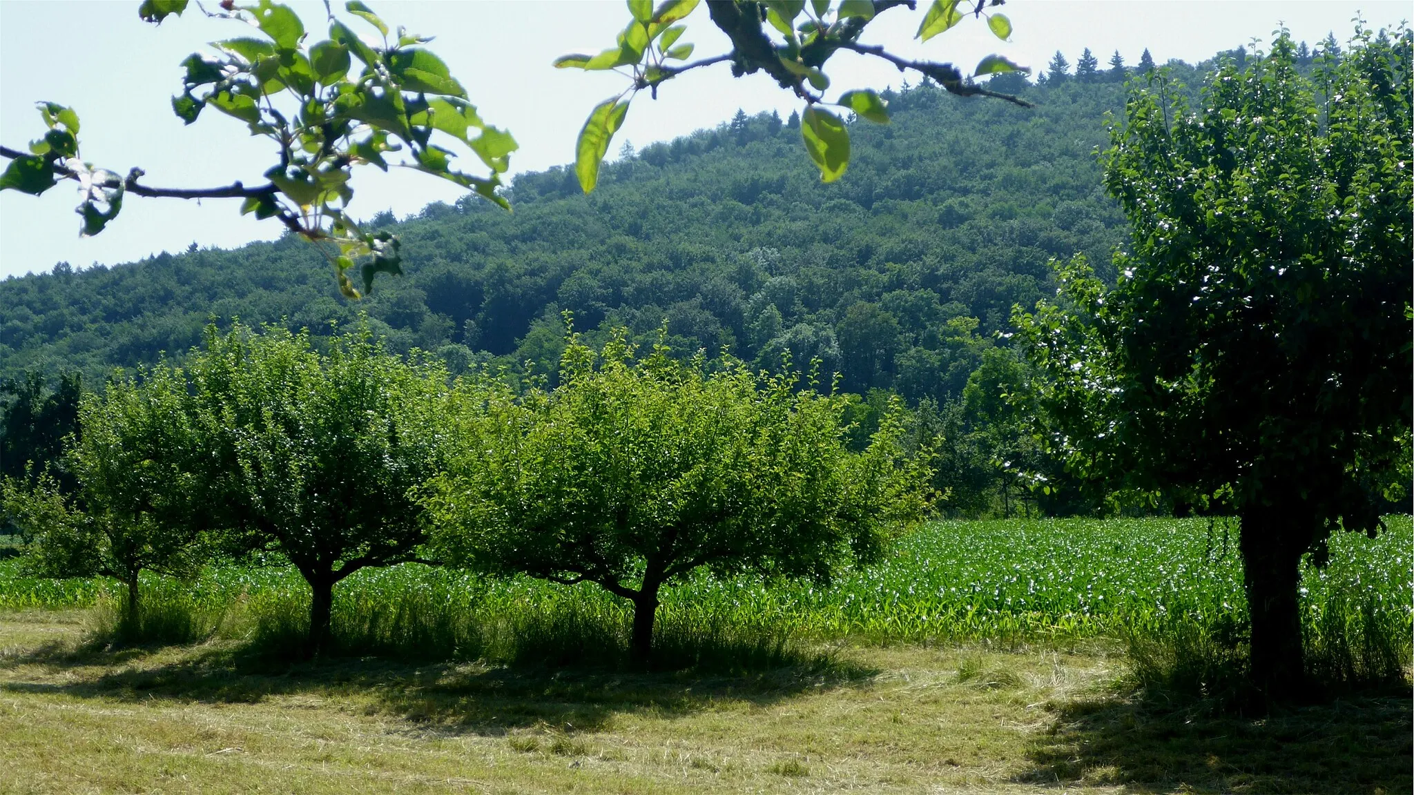 Photo showing: Landschaftsschutzgebiet „Grötzinger Bergwald-Knittelberg“ is a Protected landscape area in Baden-Württemberg, Germany.