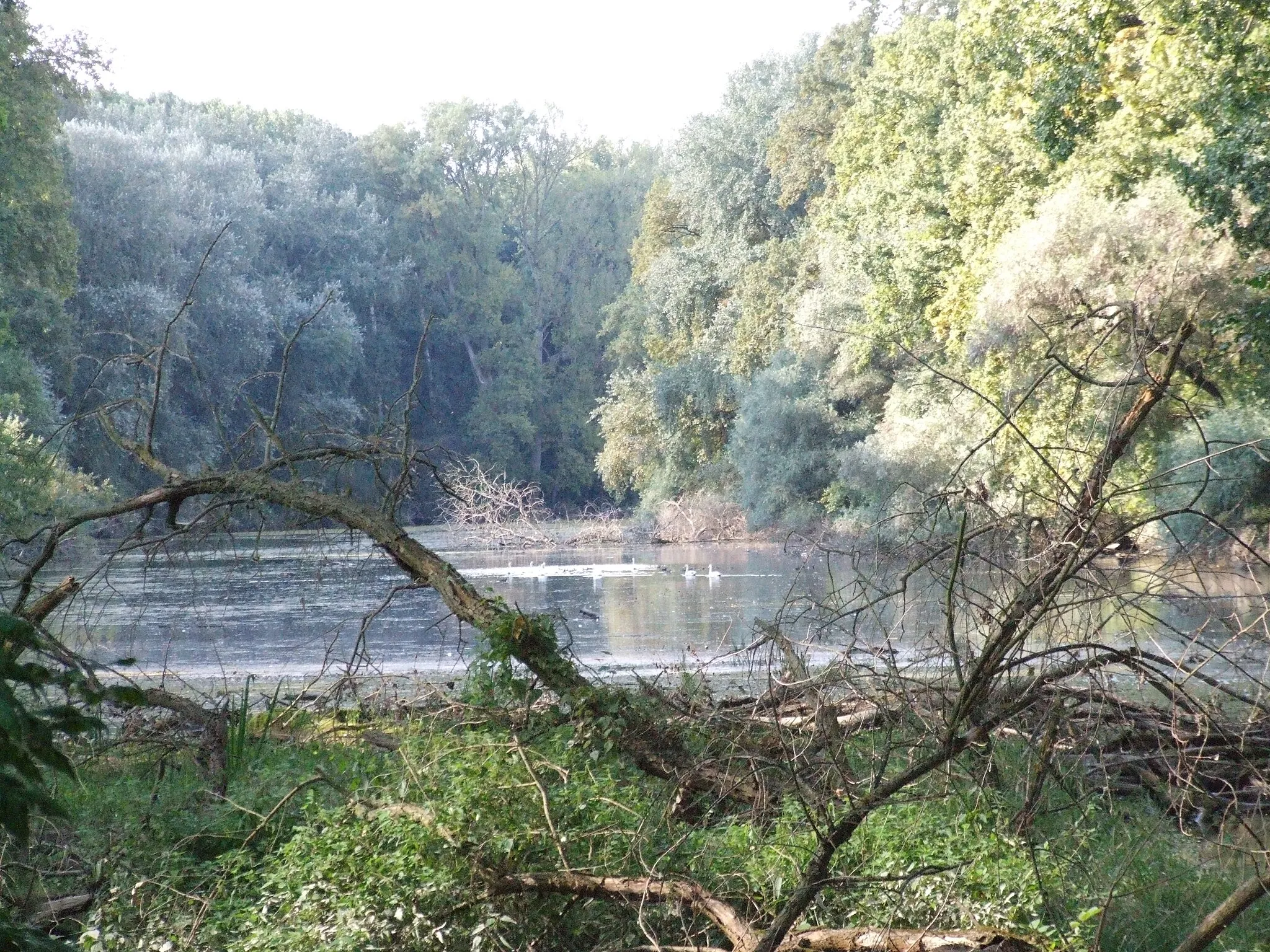 Photo showing: Blick auf den Altrheinarm Rundedebunk, rechts die Insel Horn, Speyerer Auwald