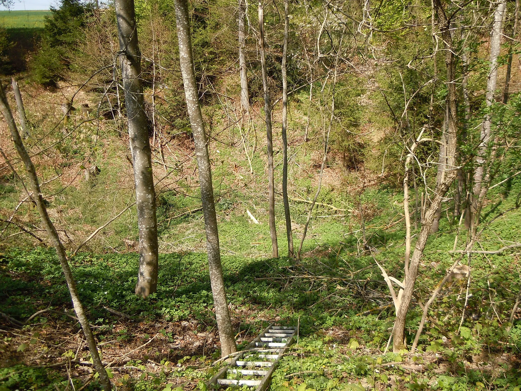 Photo showing: Doline in den Birkenwiesen. Die Leiter im Vordergrund verdeutlicht die Tiefe der Doline.