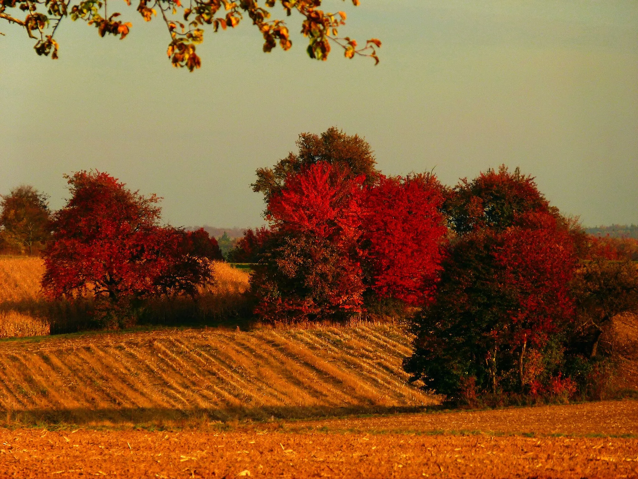 Photo showing: Autumn In The Fields