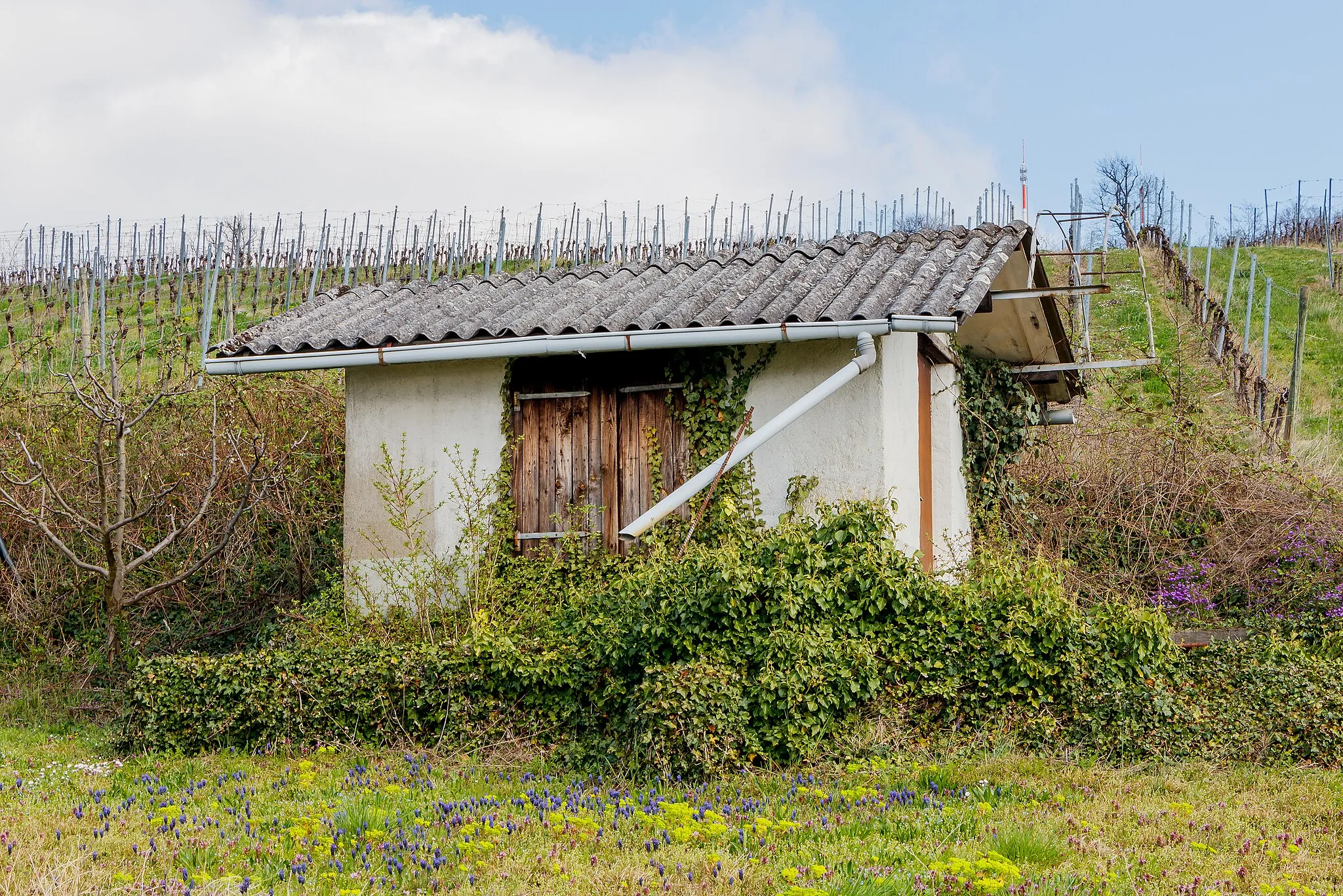 Photo showing: Vineyard cottage, Weingarten, Baden, Germany.