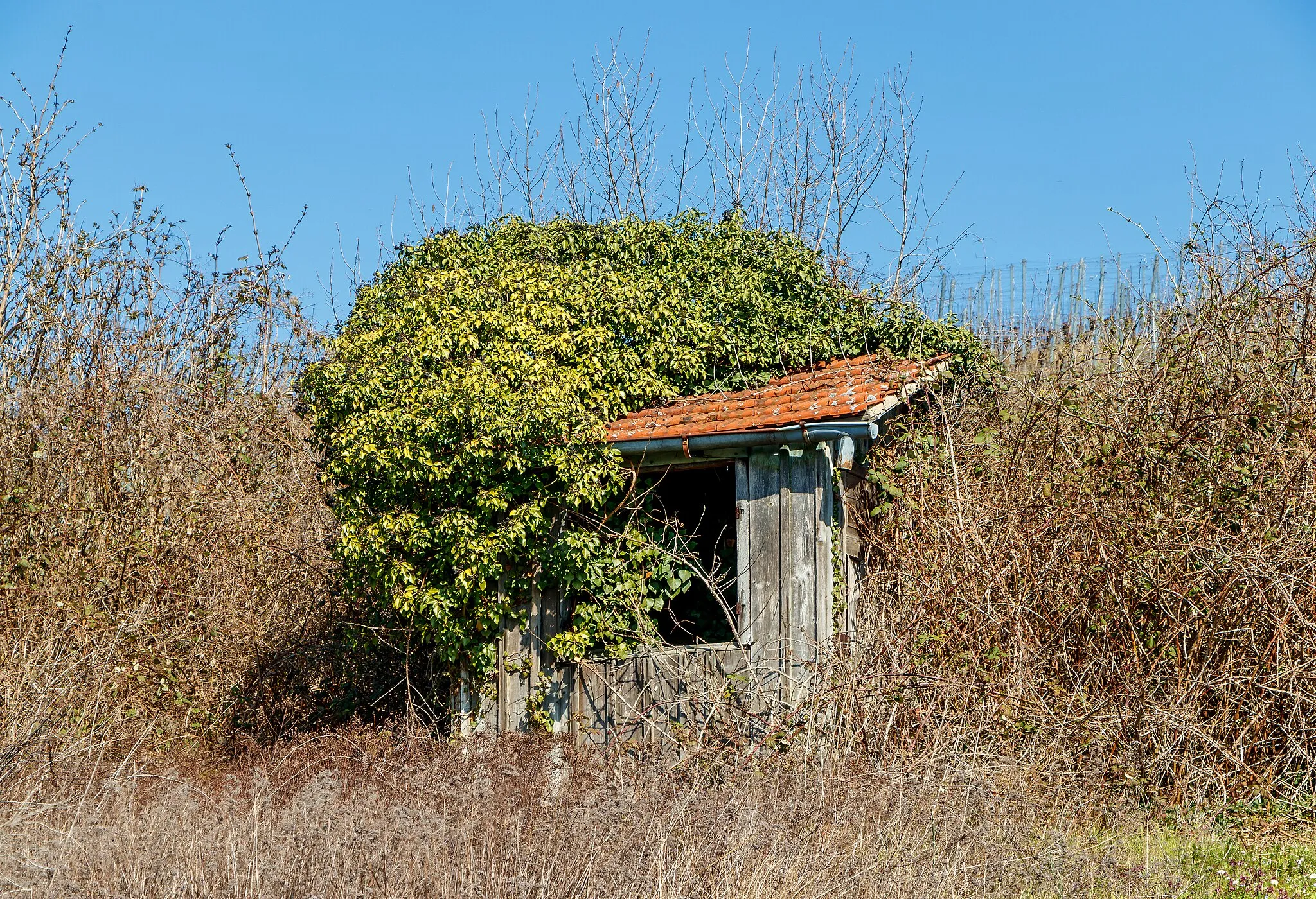 Photo showing: Vineyard cottage, Weingarten, Baden, Germany.