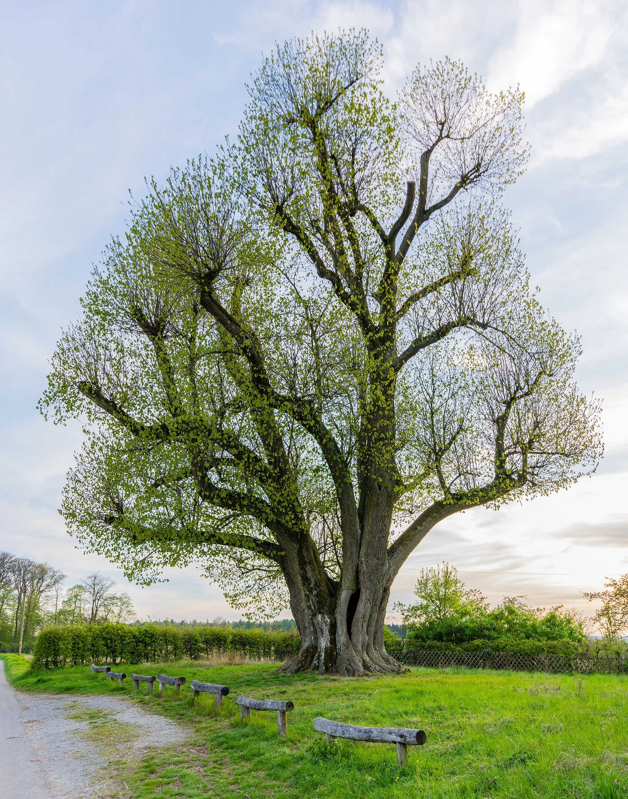 Photo showing: Natural monument Neusaßer Linde (Tilia in Neusaß, Germany) in April, 2017