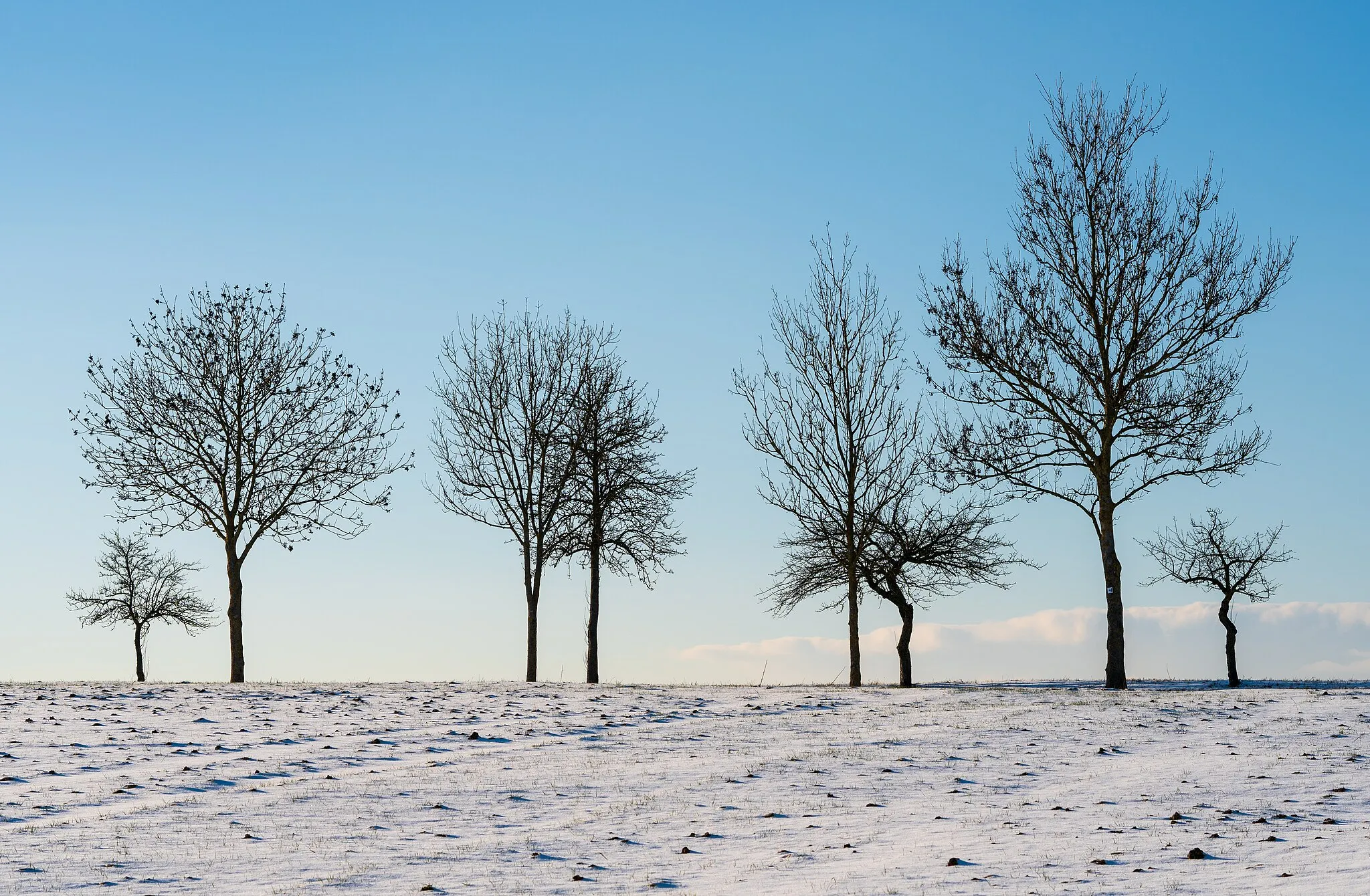 Photo showing: Bonfeld, Bad Rappenau, Germany: silhouettes of trees at the road L 1107 north-east of the Mühlberg, seen from the track coming from southeast, at a winter’s day with snow (which is a very rare event in that place ;–).