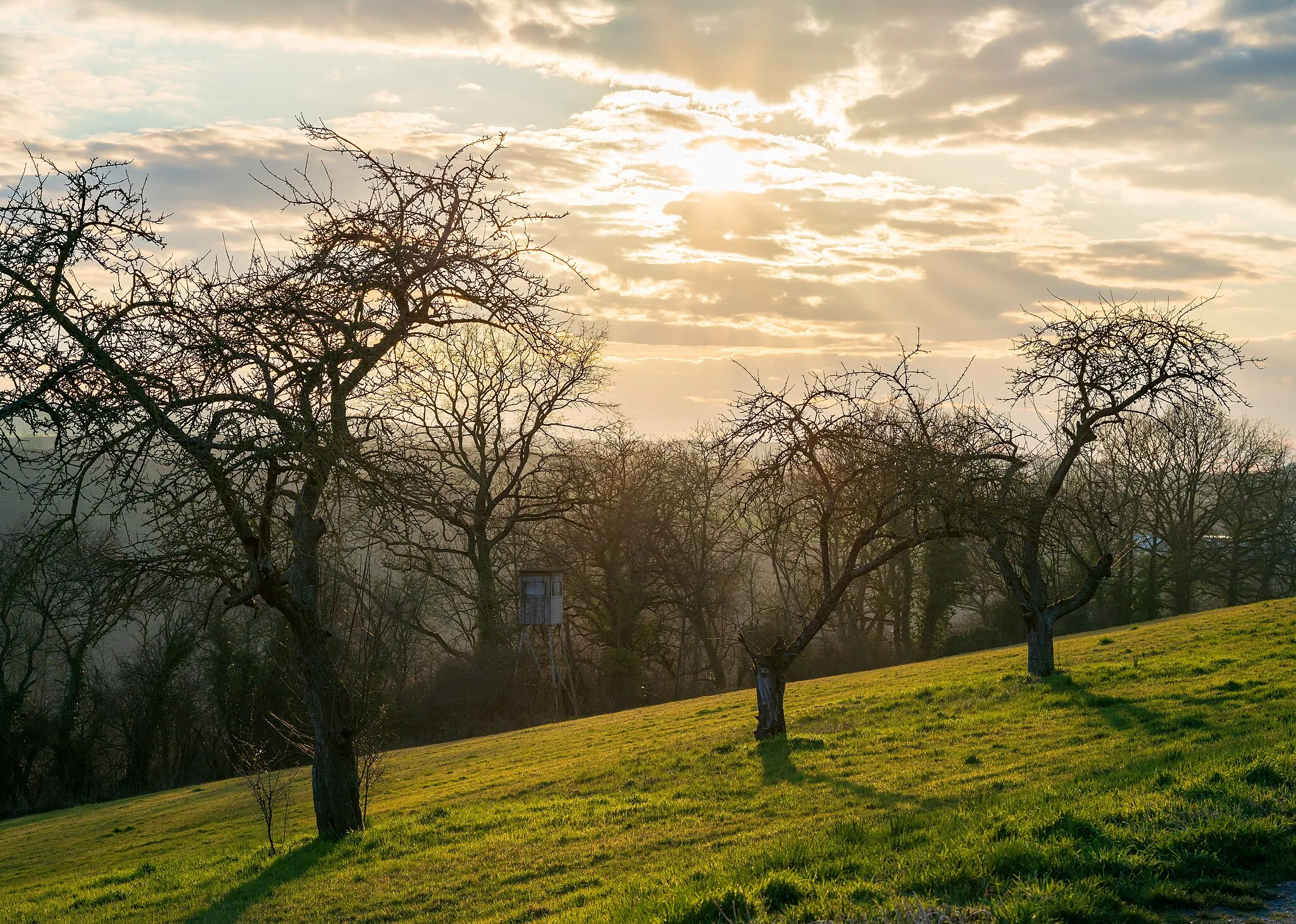 Photo showing: Bonfeld (Bad Rappenau, Baden-Württemberg): alte Apfelbäume gegen die Sonne am südlichen Feldweg auf dem Mühlberg.