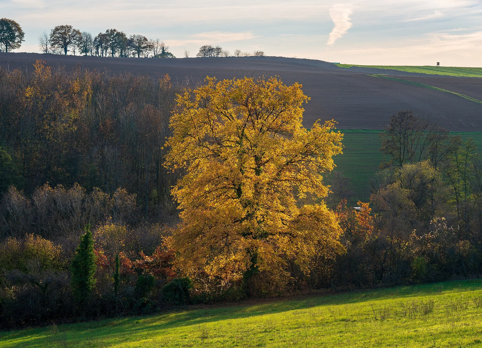 Photo showing: Bonfeld, Bad Rappenau, Germany: southern slope of the Mühlberg with a magnificent oak tree (centre); behind it the hillside rising to the Eichhäuser Hof, consisting entirely of fields. Backlit photograph taken in November from the track at the southern hillside of the Mühlberg, looking over the valley of the Grundelbach (beloning to the upper reaches of the Böllinger Bach). – The odd bright lines (especially at the right) are gossamer threads flying over the meadow and shining brightly in the sunlight (so-called ballooning of little spiders), and the small light points are flying insects glowing in the sunshine.