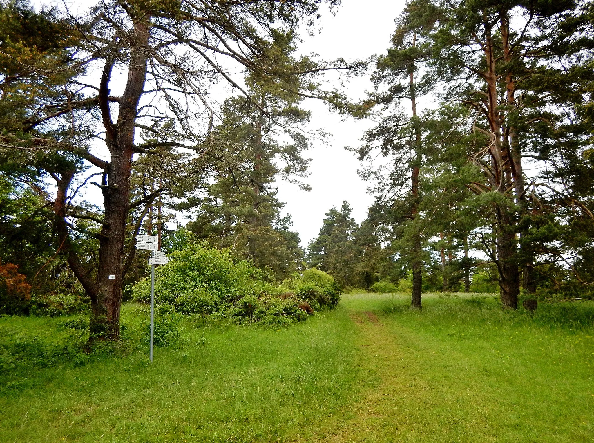 Photo showing: Naturschutzgebiet Büchelberg, Schwarzwald-Schwäbische-Alb-Allgäu-Weg (HW 5)