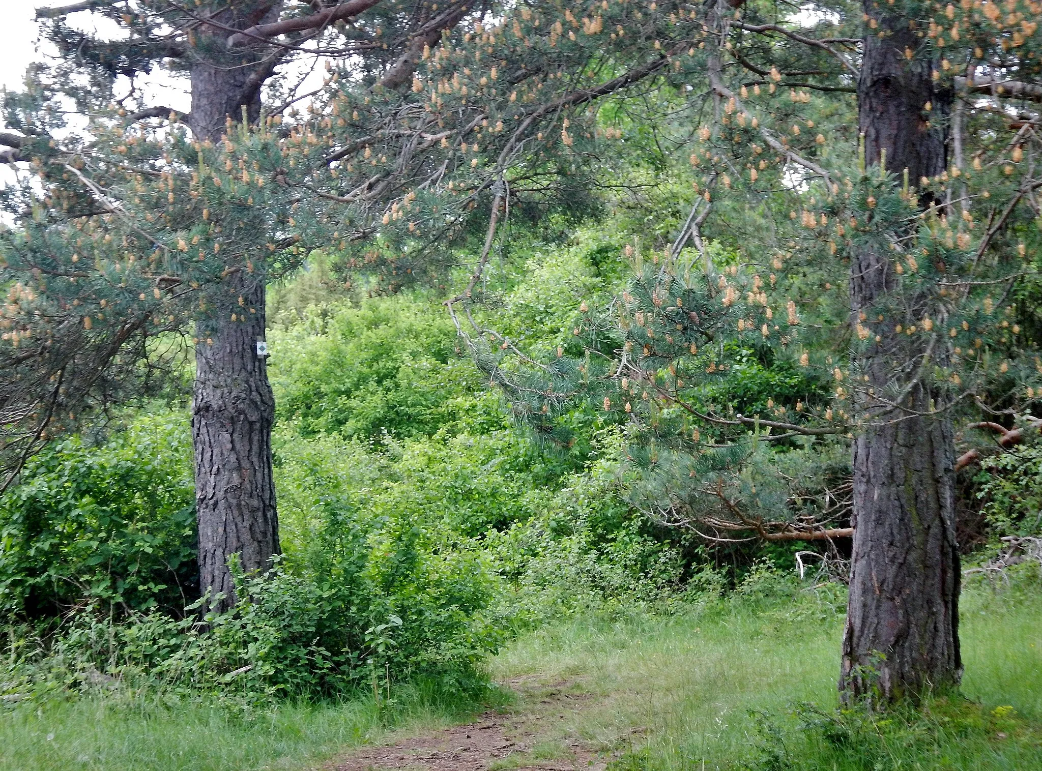 Photo showing: Naturschutzgebiet Büchelberg, Kiefern am Schwarzwald-Schwäbische-Alb-Allgäu-Weg (HW 5).