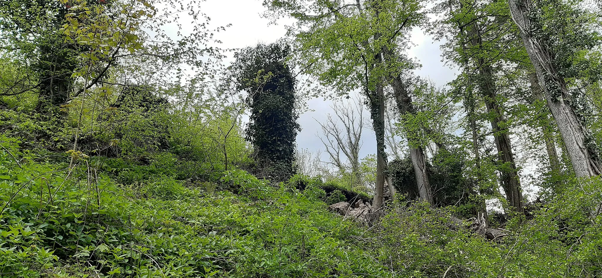 Photo showing: Südliche Burgmauerreste: Reste der Burgmauer und des Schalenturmes von der Talseite des Niederheubachs