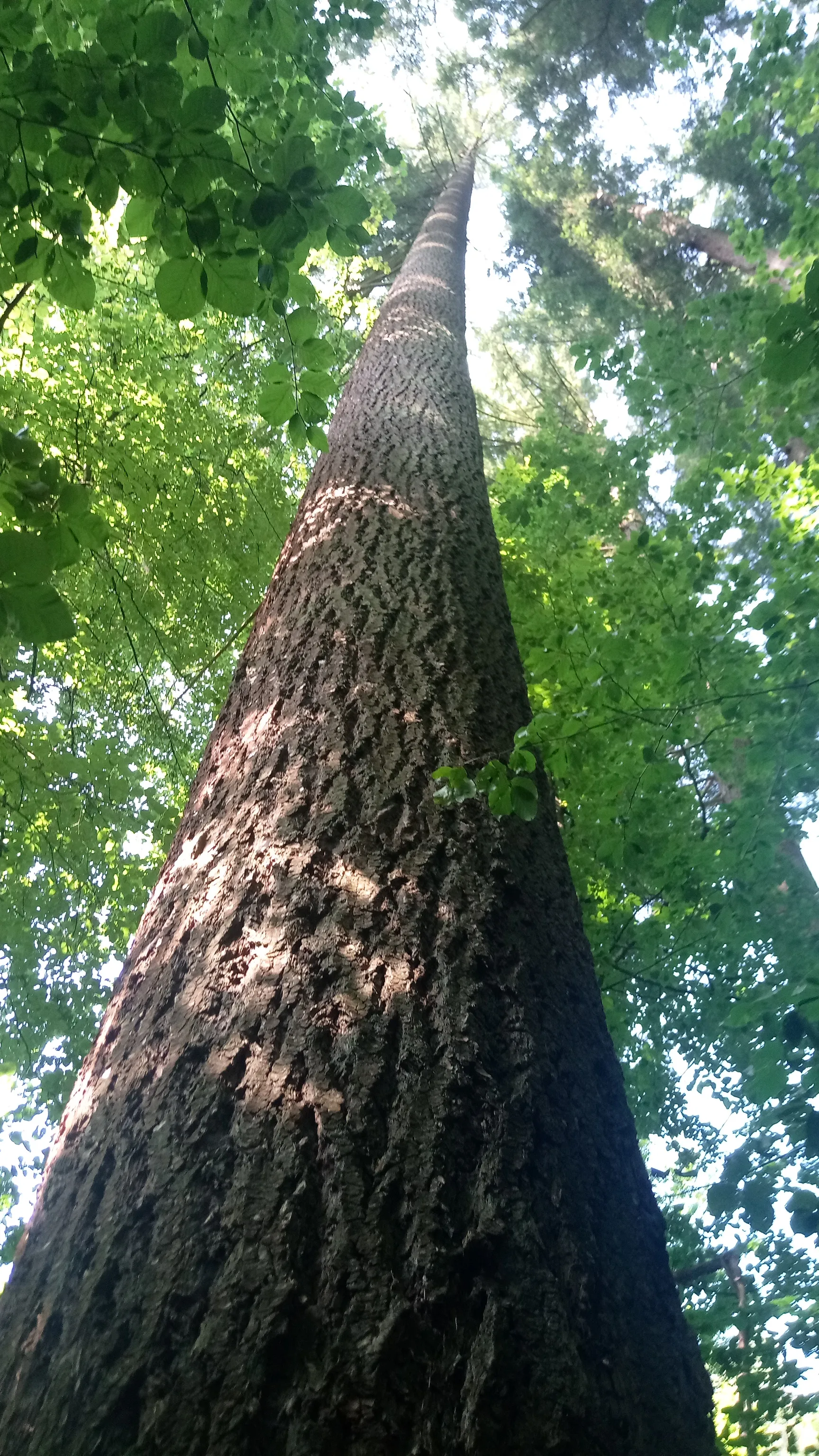 Photo showing: Douglasie (Höchster Baum im Odenwald) (Naturdenkmal in Eberbach, Baden-Württemberg)