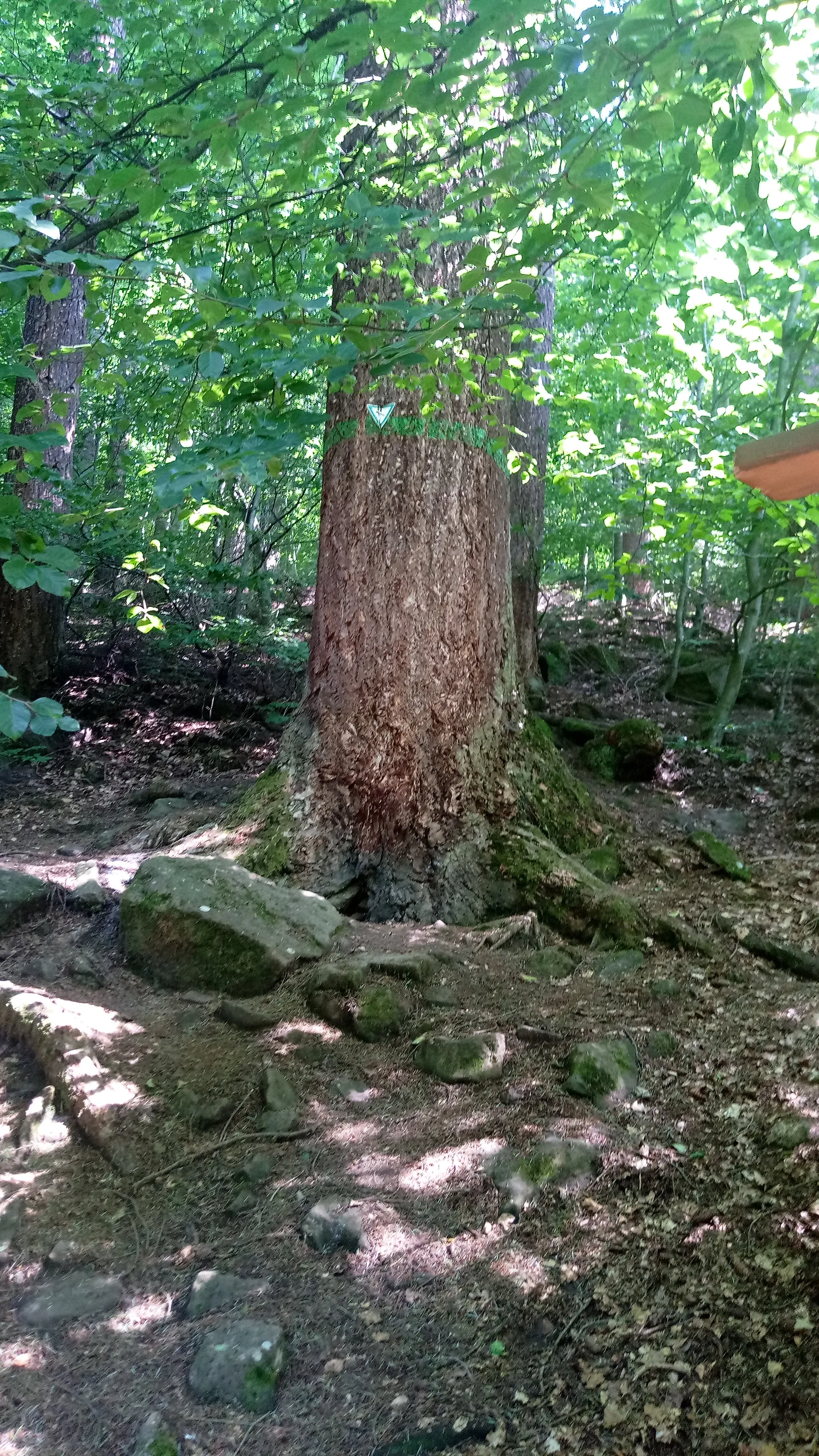 Photo showing: Douglasie (Höchster Baum im Odenwald) (Naturdenkmal in Eberbach, Baden-Württemberg)